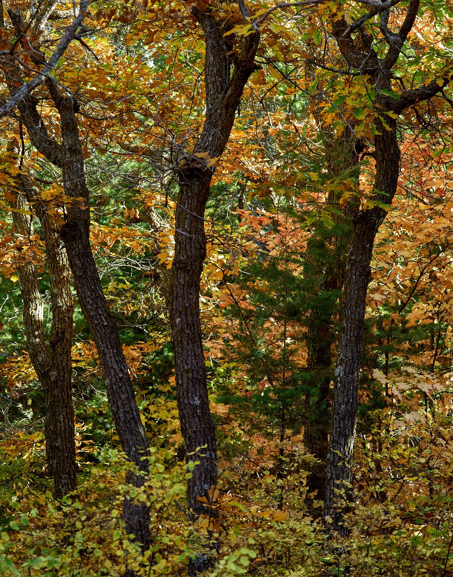  Manzano MountainsOct 02 2024 0157.jpg