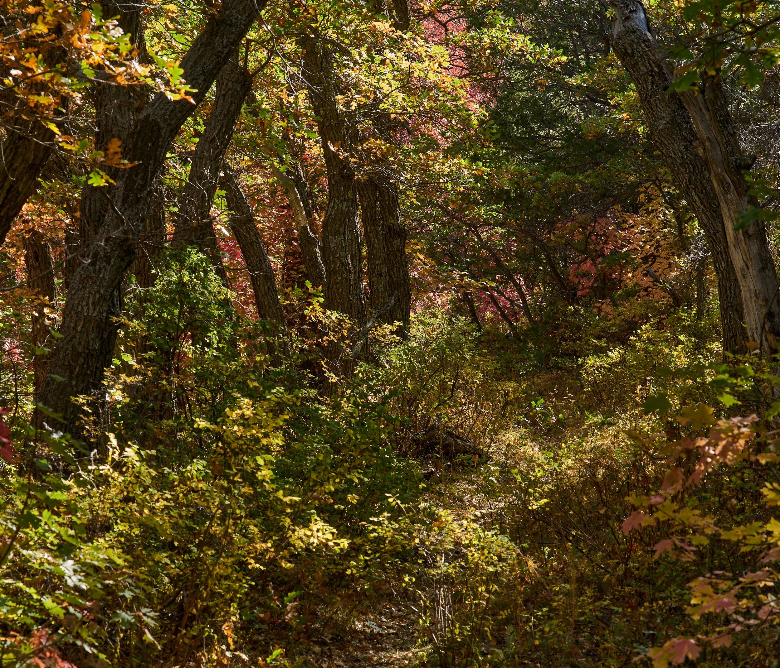 Manzano MountainsOct 02 2024 0122a.jpg