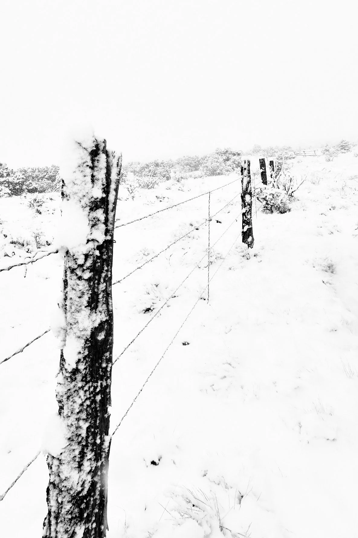  Eldorado Apr 19 2025 049f.jpg