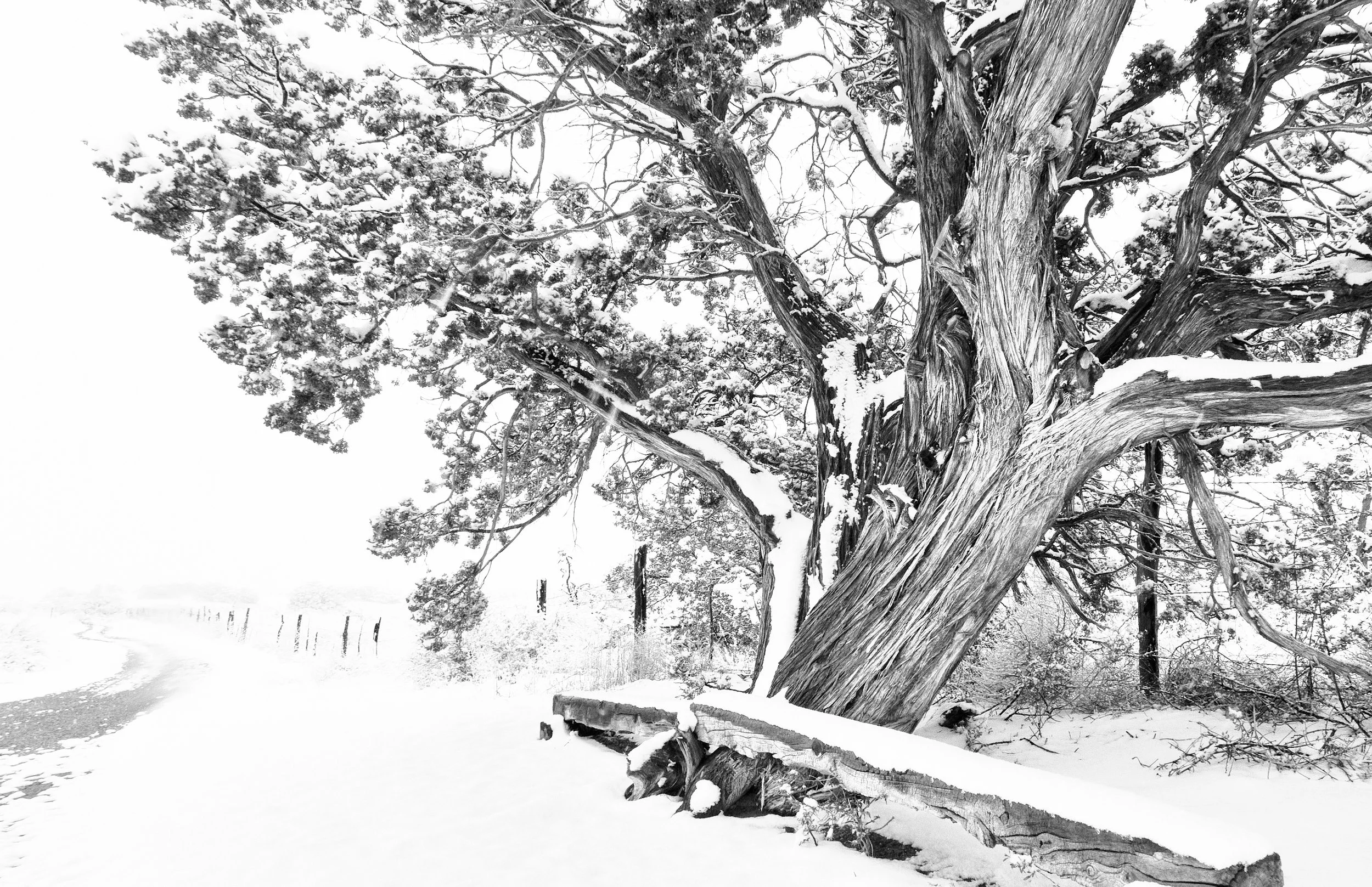 Eldorado Apr 19 2025 040 .jpg