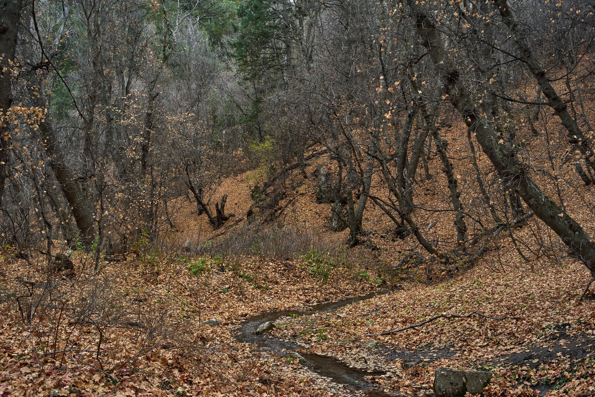 Autumn 2022 Oct 30 2022 117a.jpg