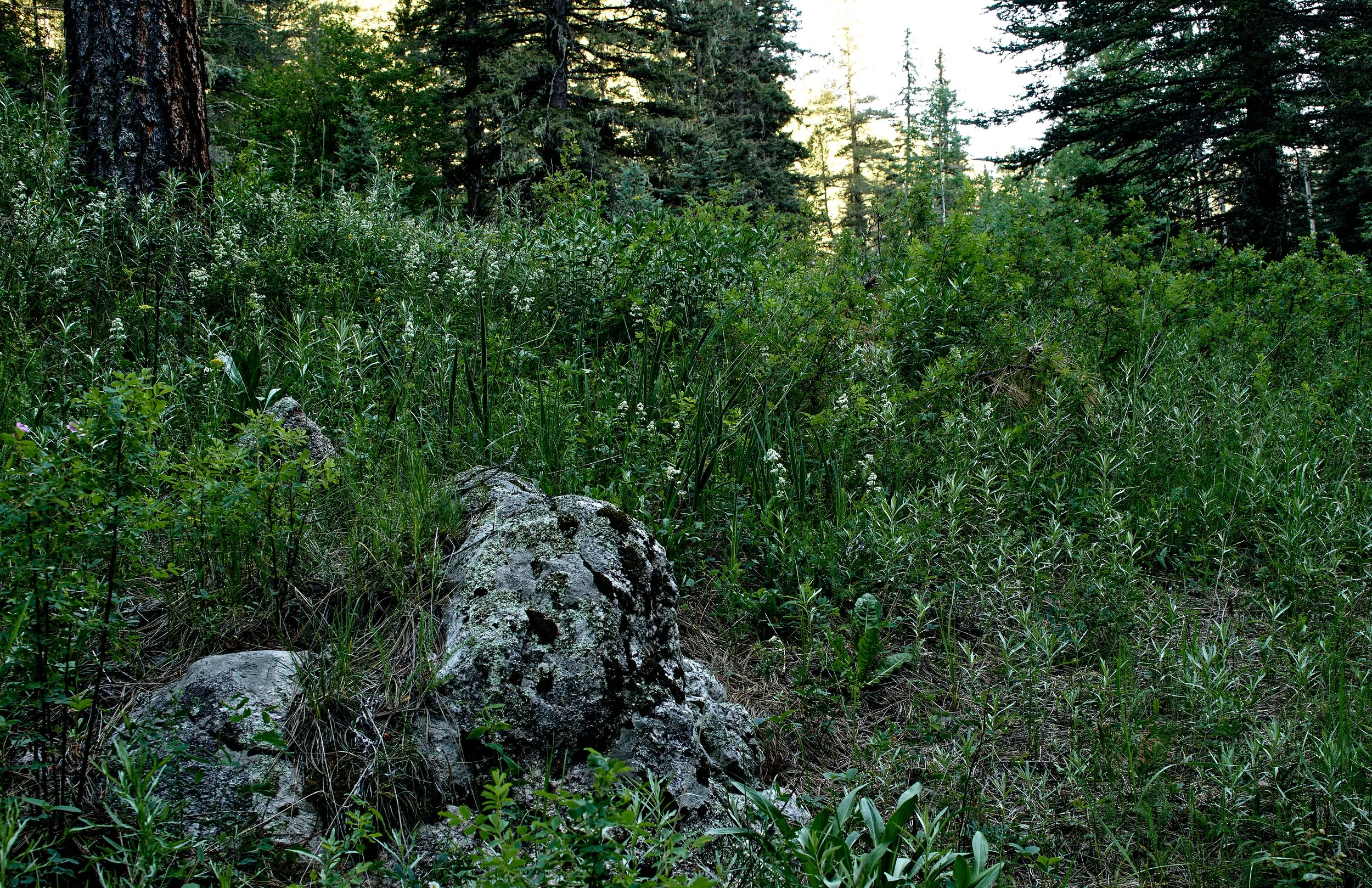 grnHoly_Ghost_Creek-0044_2.jpg