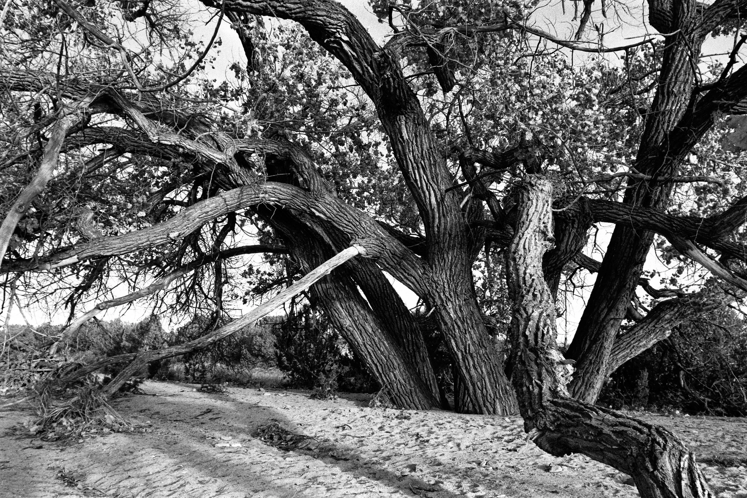 Winter 2026 Contax Jan 10 2026 025_1.jpg