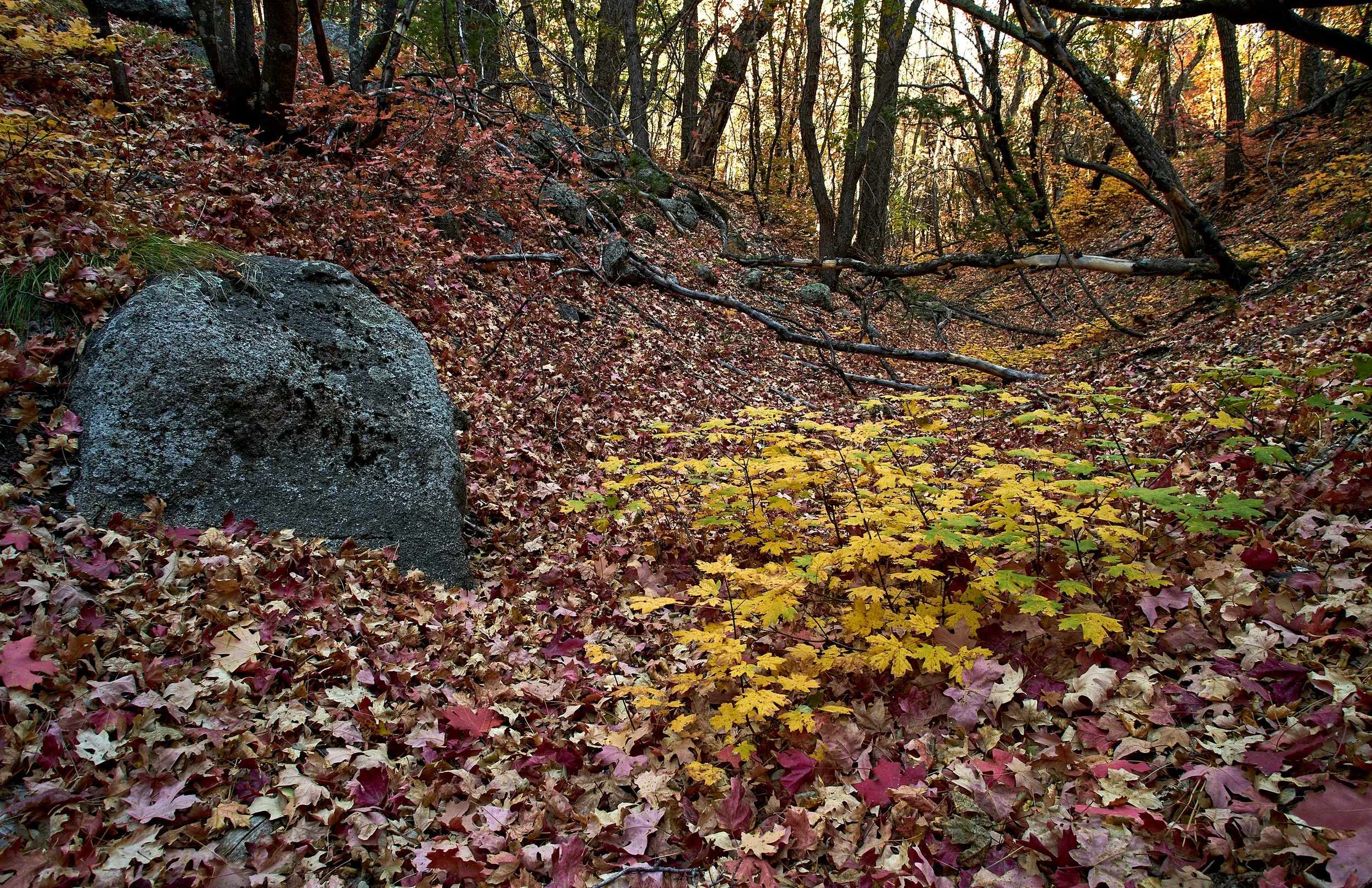 Autumn 2021 Oct 14 2021 117a.jpg