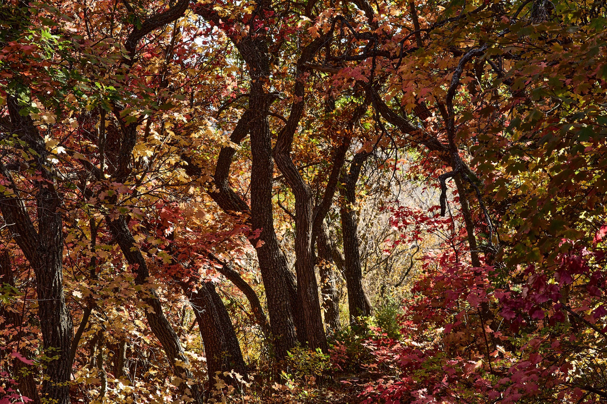  Manzano MountainsOct 02 2024 0162.jpg