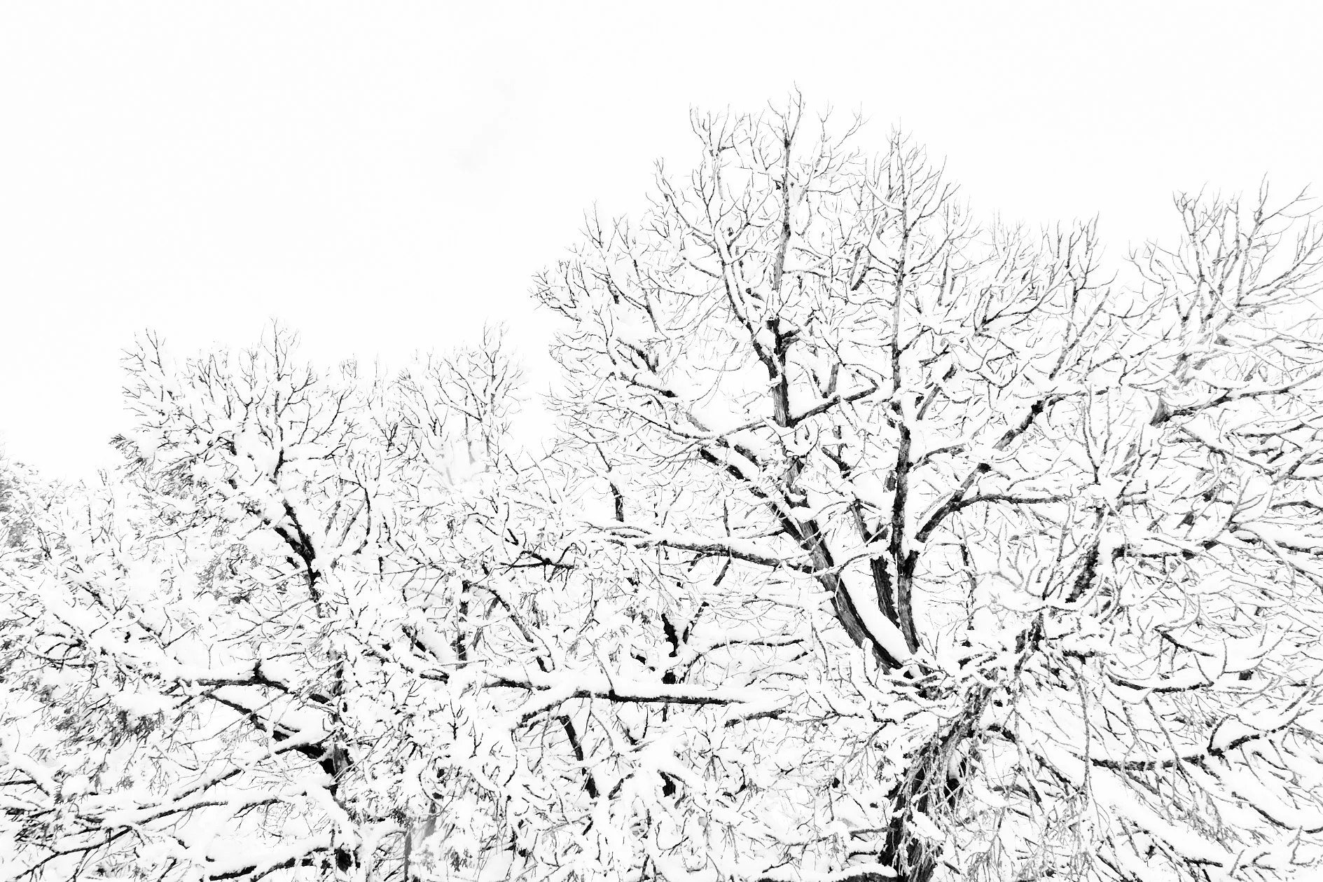  Eldorado Apr 19 2025 079f.jpg