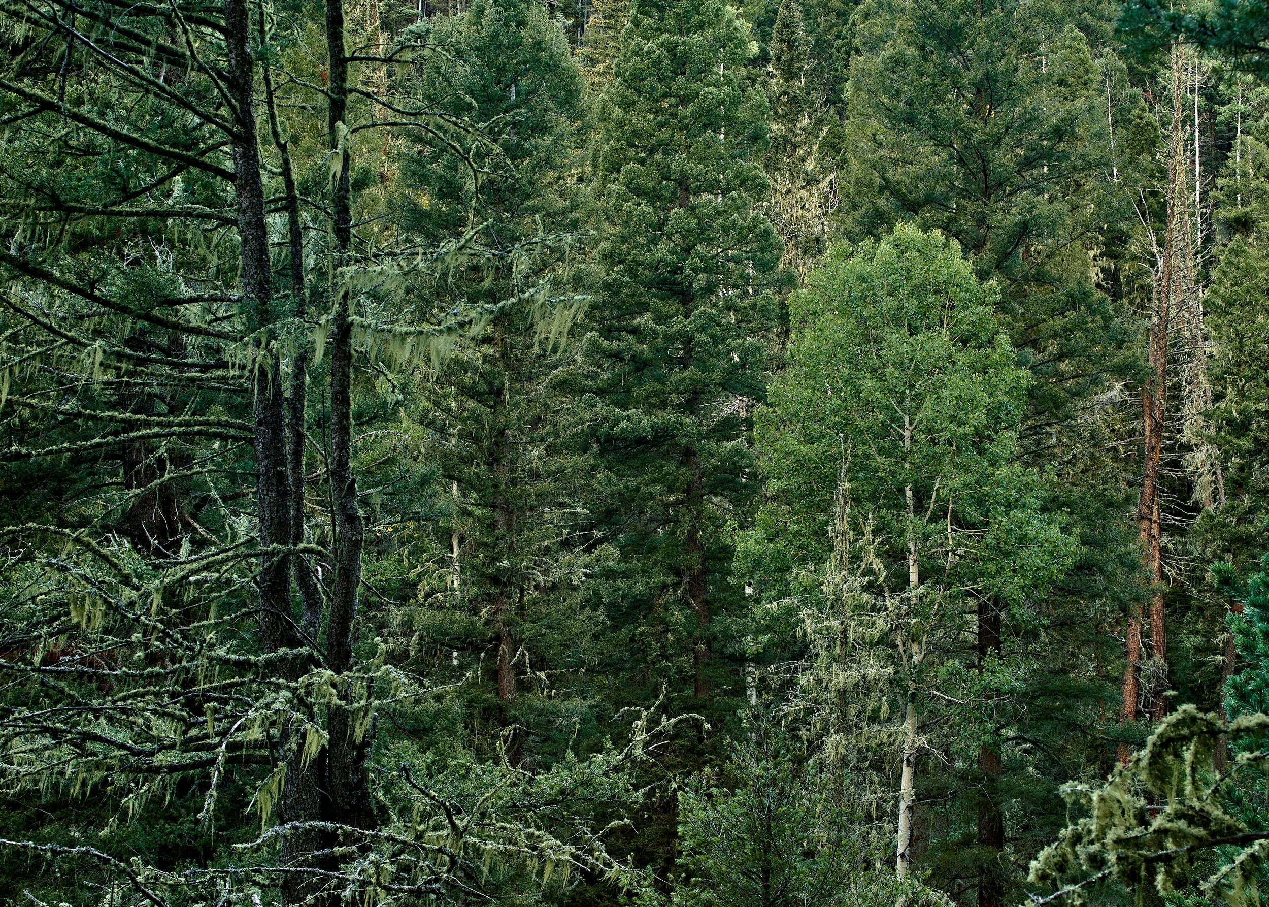 grnHoly-Ghost-Creek-September-0020_2.jpg