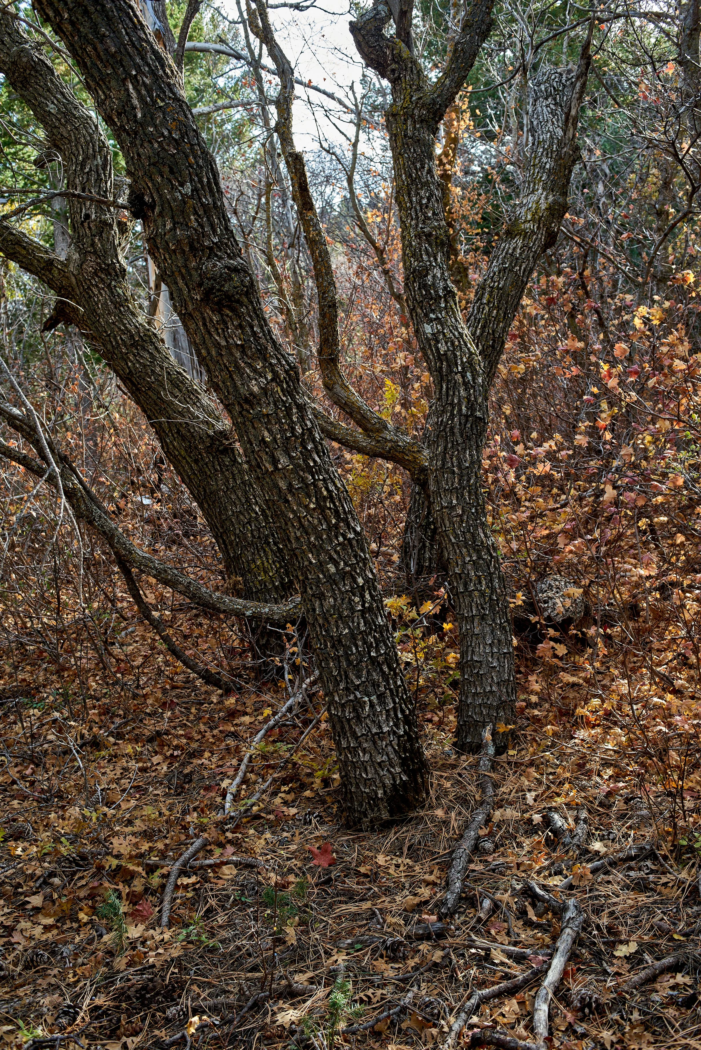 Autumn 2022 Oct 30 2022 015a.jpg