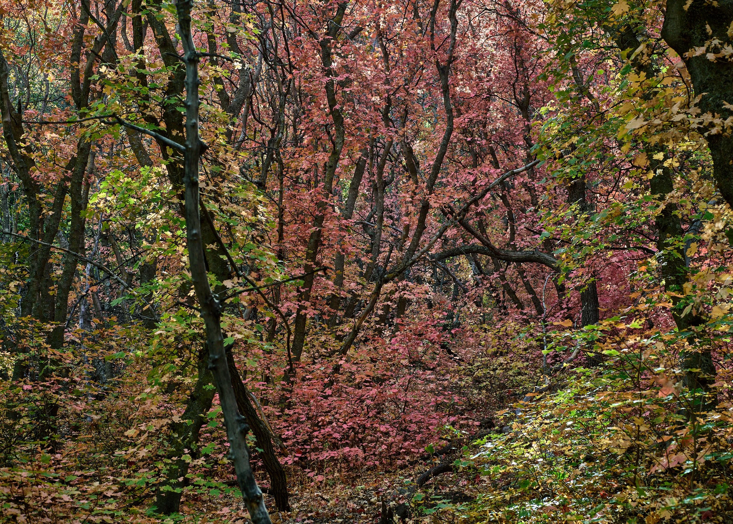 Manzano Mountains Oct 07 2024 0016a.jpg
