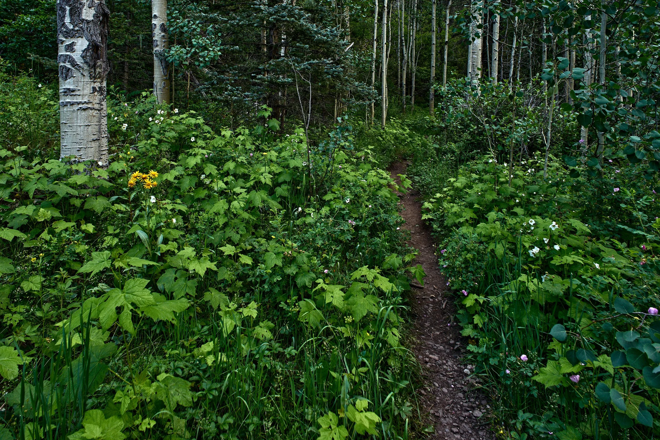 grnHoly_Ghost_Creek-0020_2.jpg