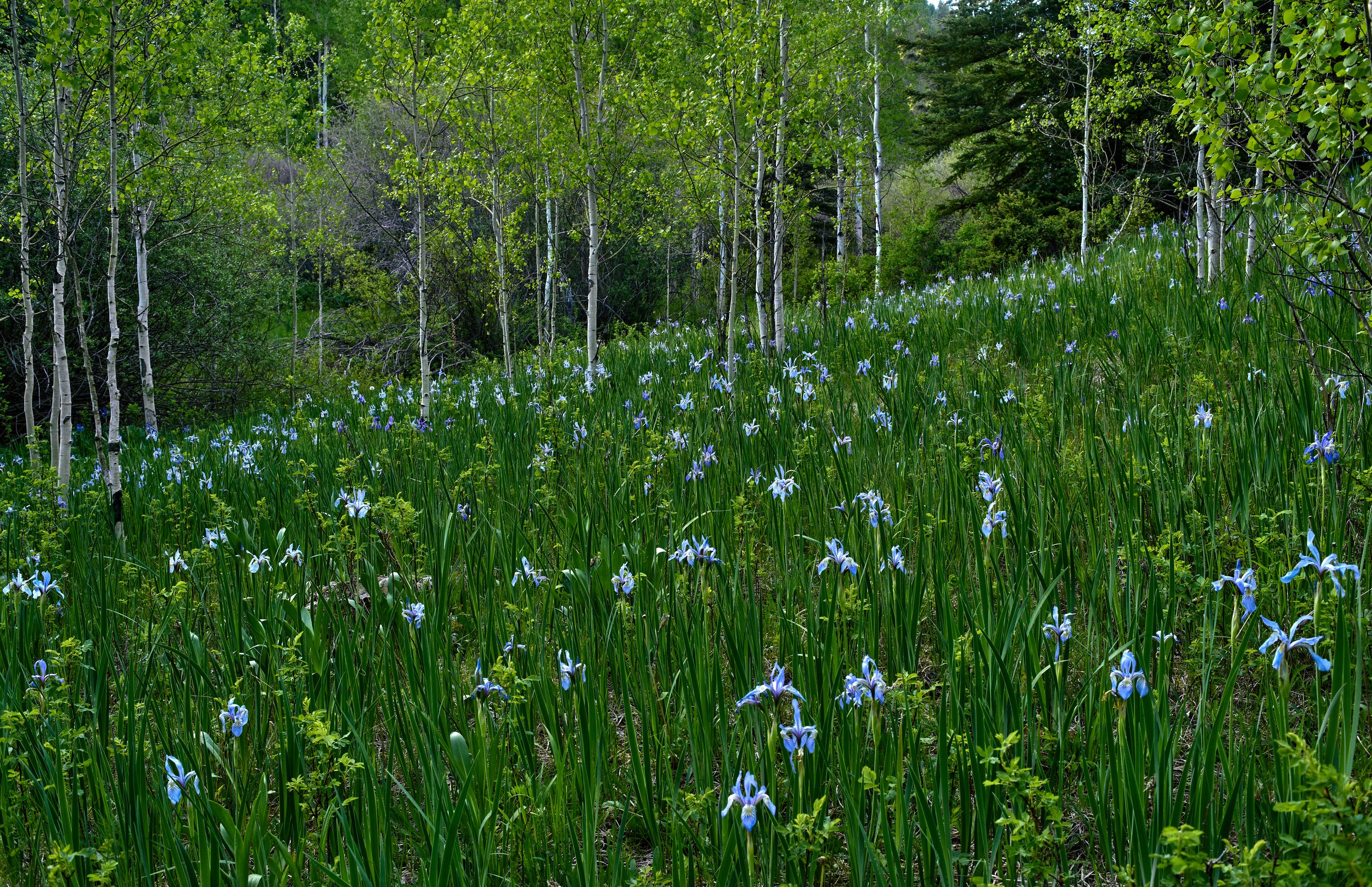 grnSpring 2023 Jun 08 2023 054.jpg