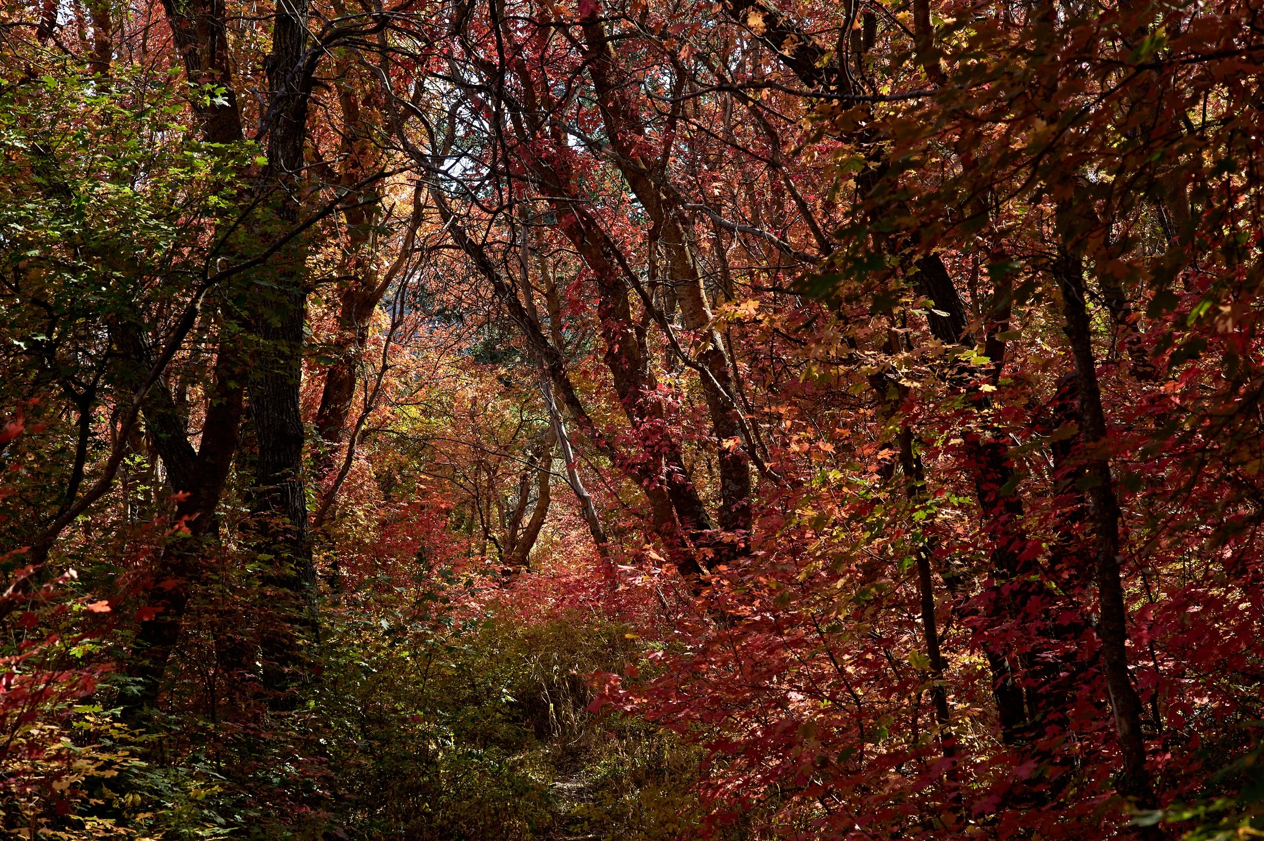  Manzano MountainsOct 02 2024 0156.jpg