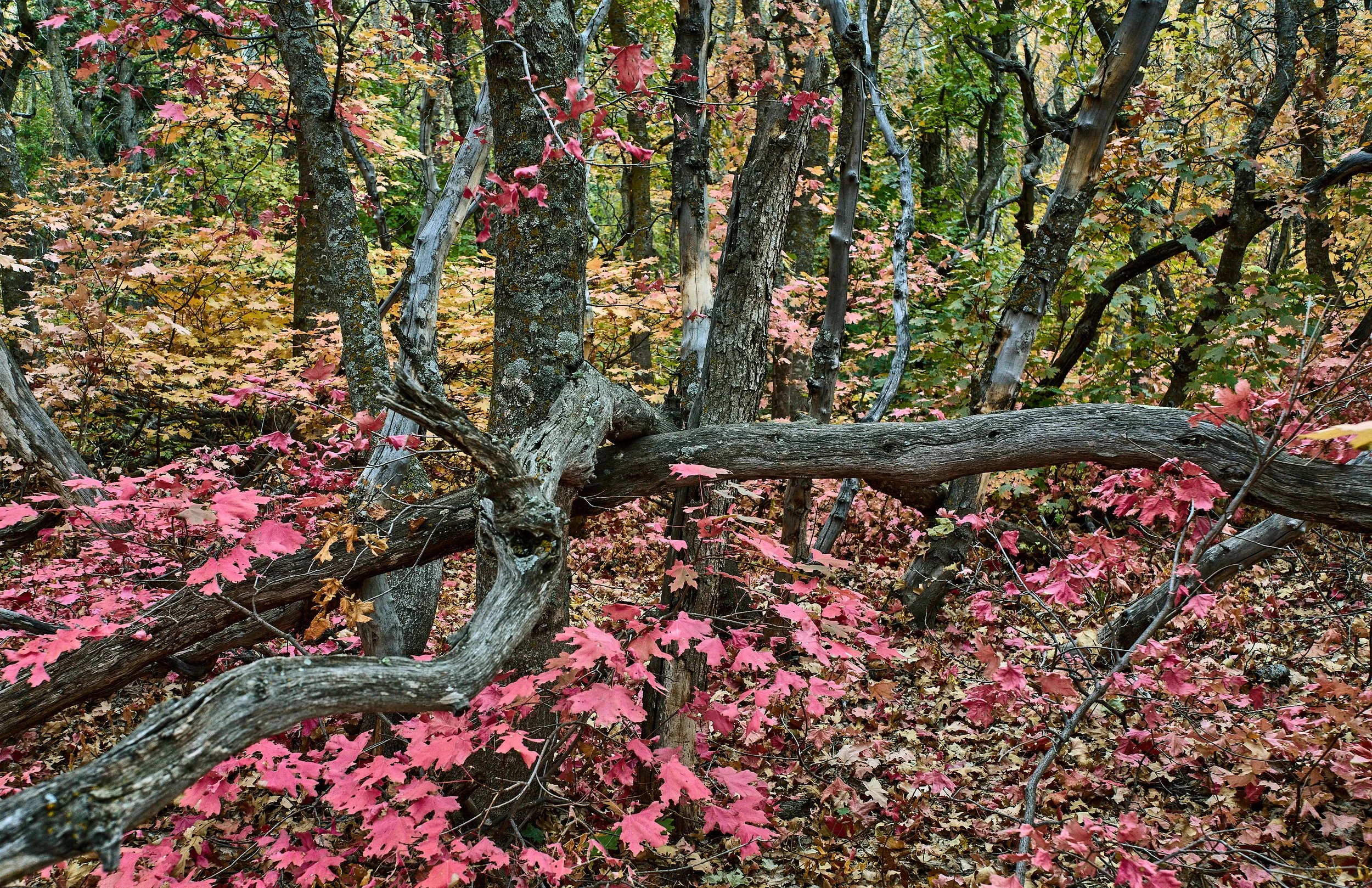 Manzano Mountains Oct 07 2024 0197a.jpg