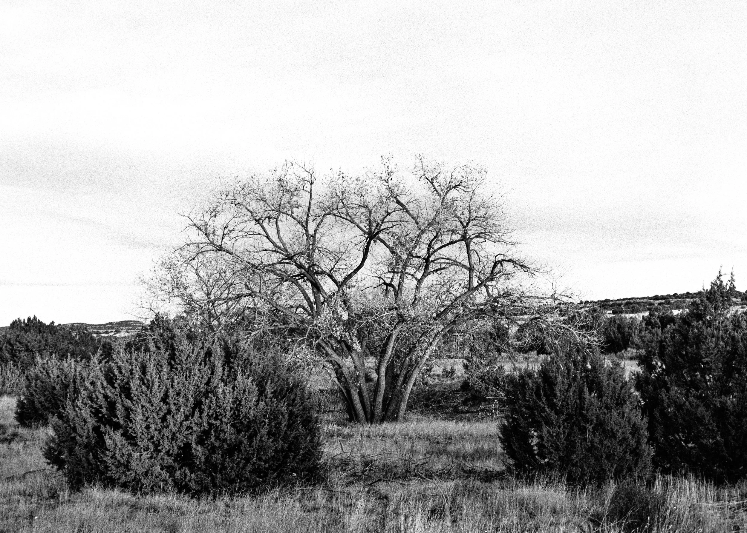 Winter 2026 Contax Jan 10 2026 035_2.jpg