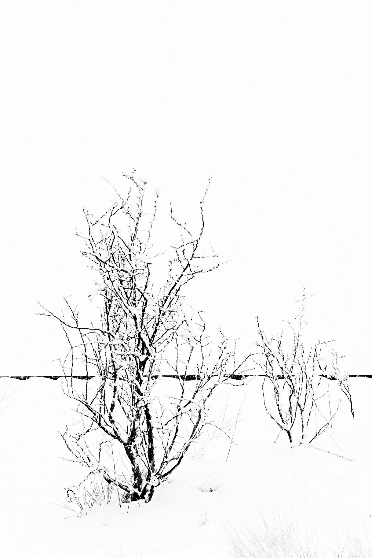  Eldorado Apr 19 2025 070f.jpg