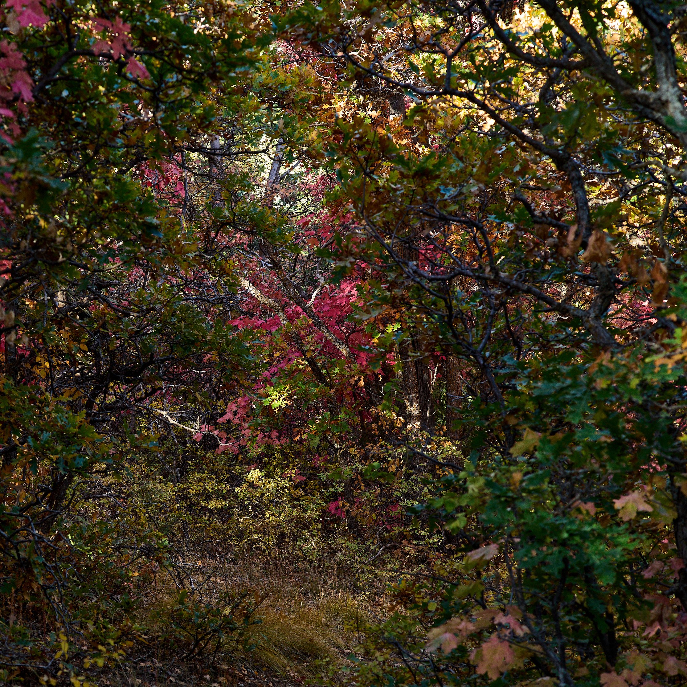 Manzano MountainsOct 02 2024 0251a.jpg
