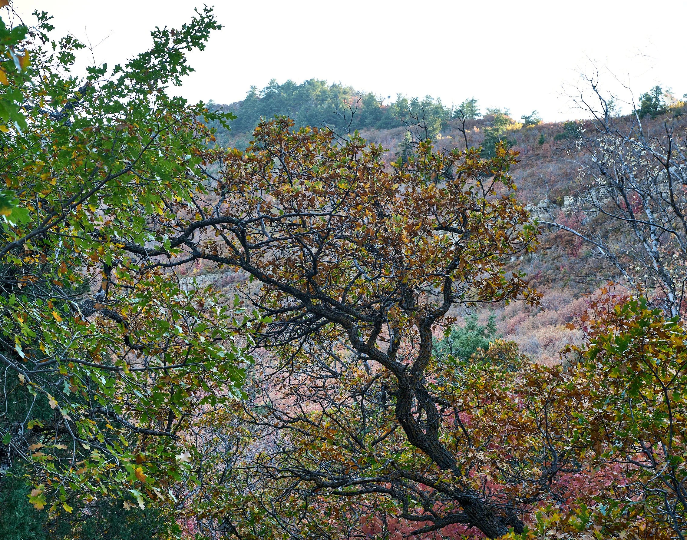  Manzano Mountains Oct 07 2024 0167.jpg