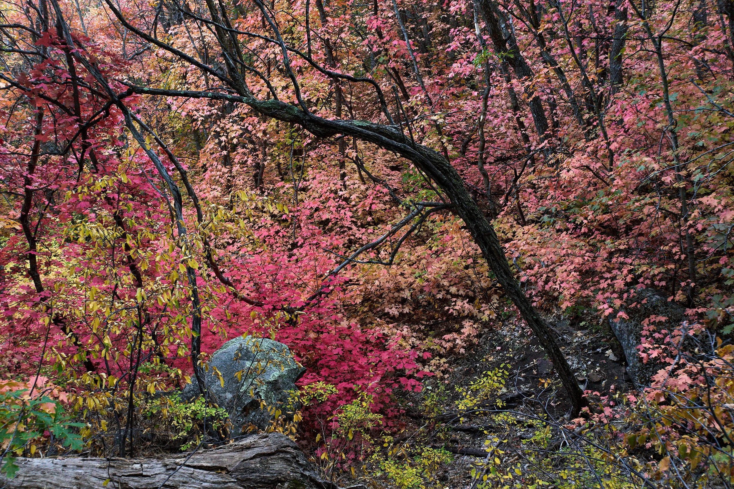  Manzano MountainsOct 02 2024 0345.jpg