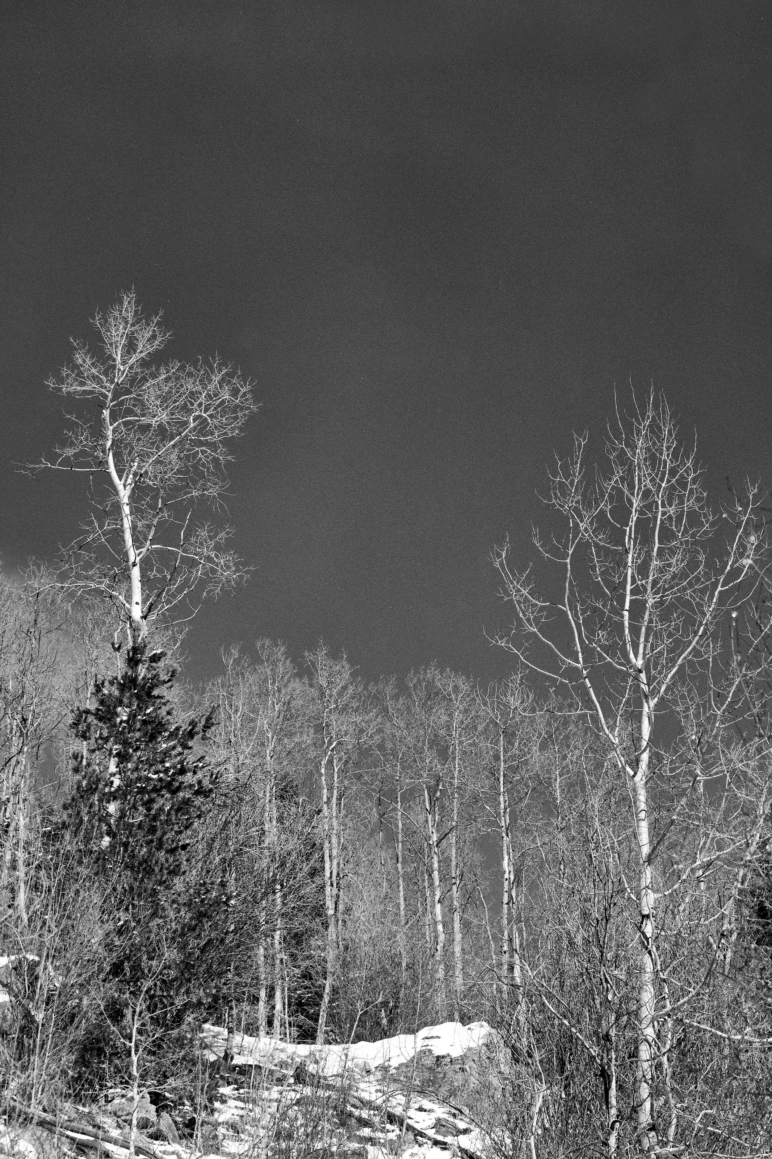 DSC07975n.jpg