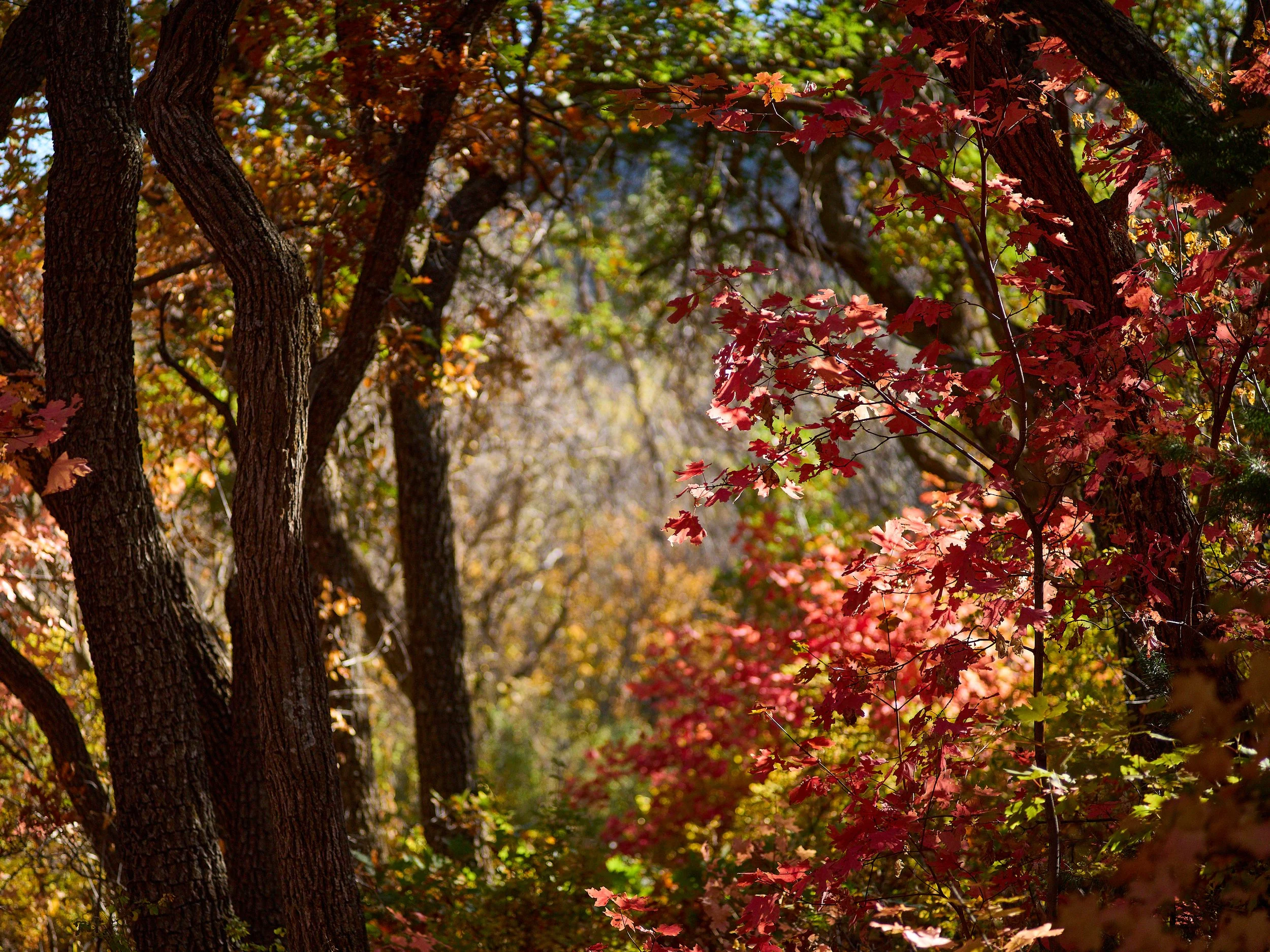 Manzano MountainsOct 02 2024 0163a.jpg