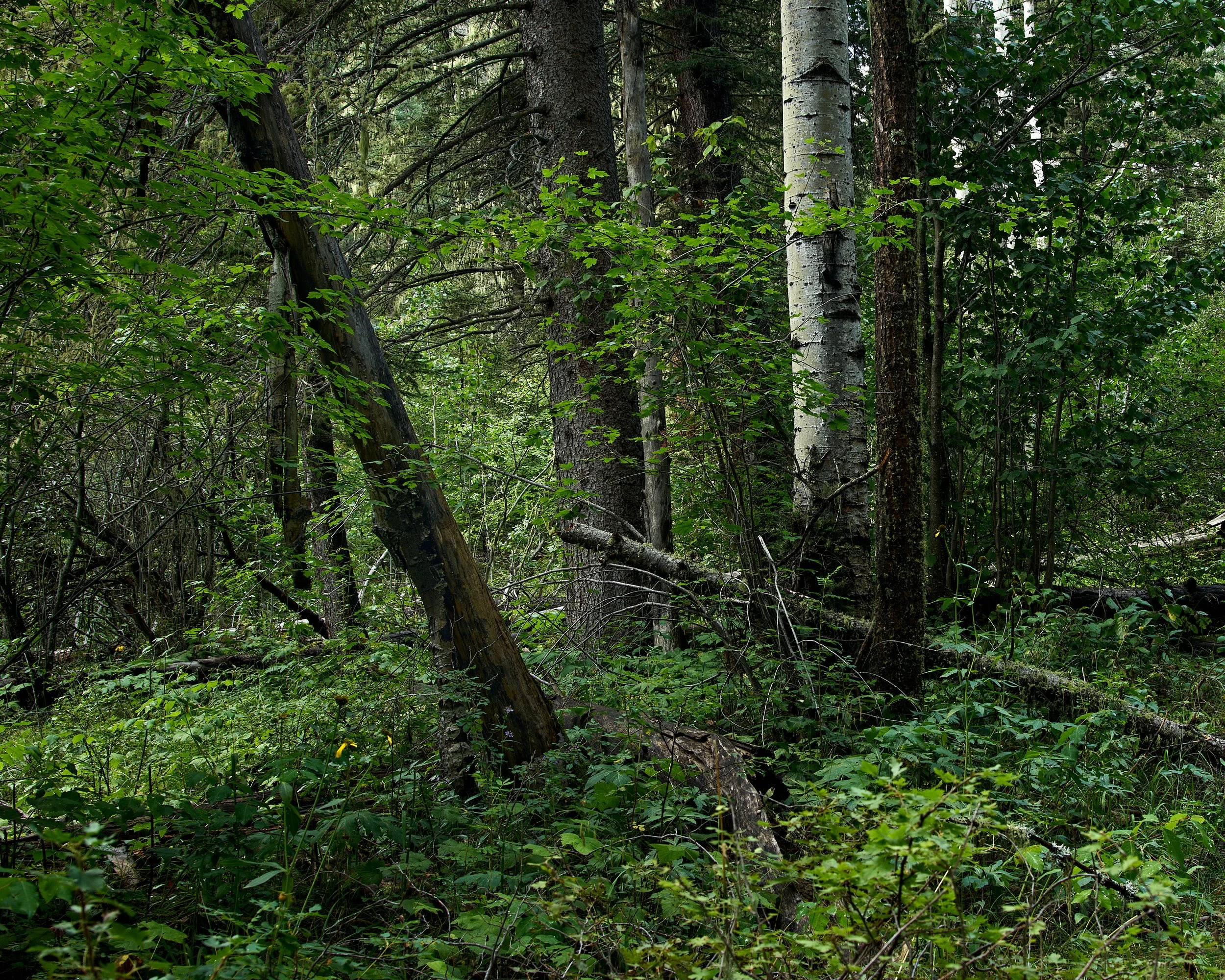 grnPanchuela Creek-0013_4.jpg
