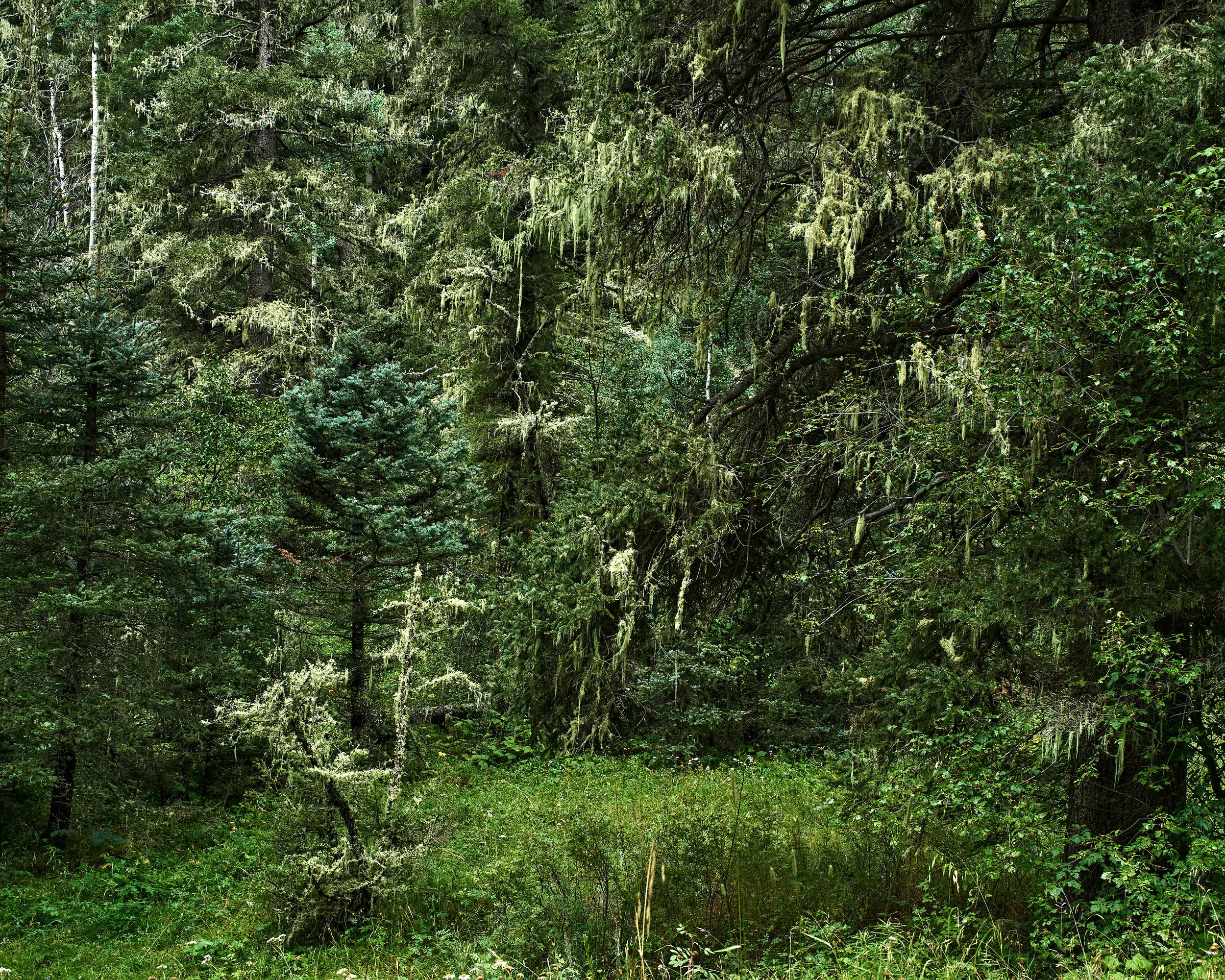 grnPanchuela Creek-0072_4.jpg