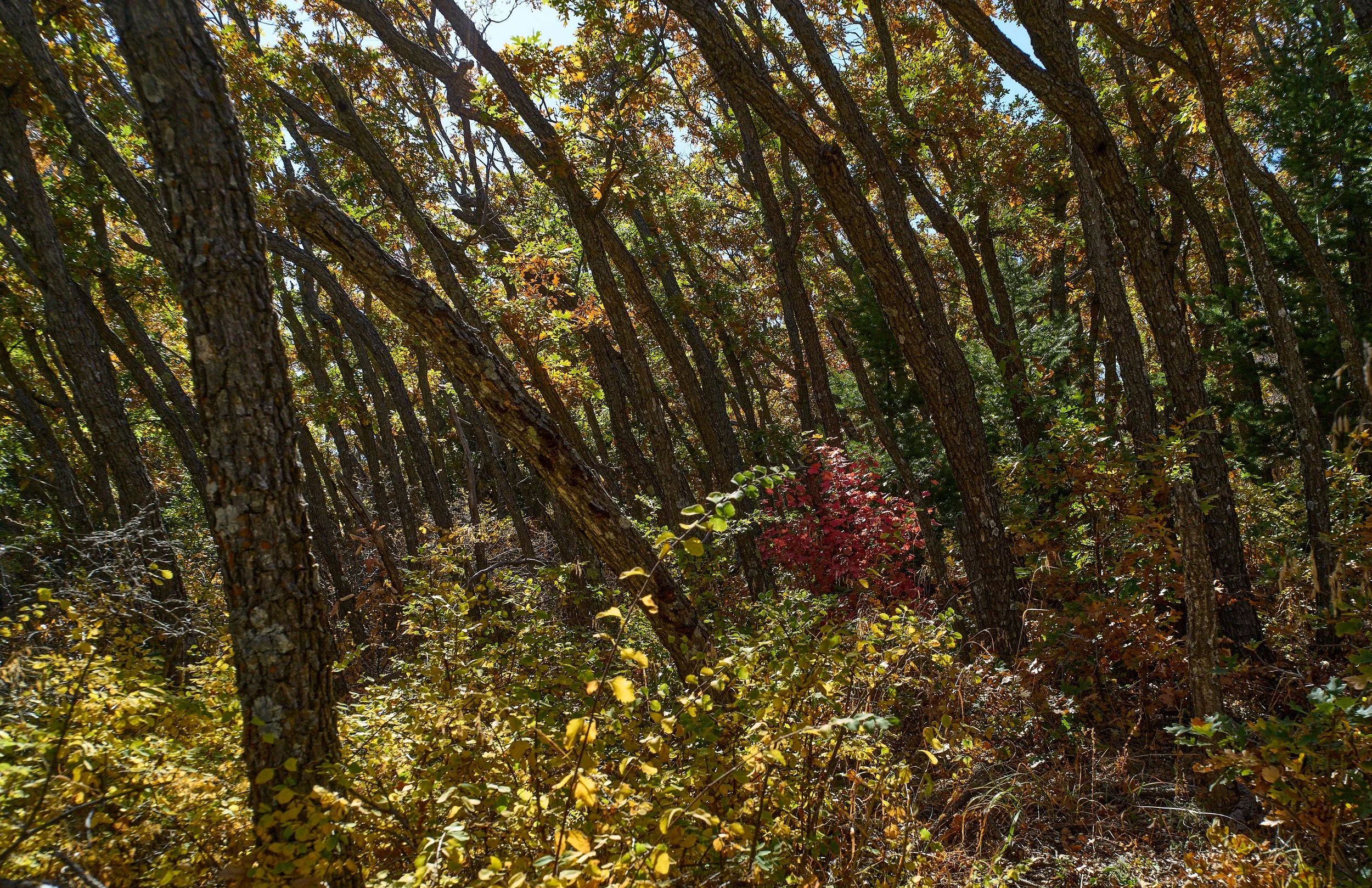 Manzano MountainsOct 02 2024 0079a.jpg