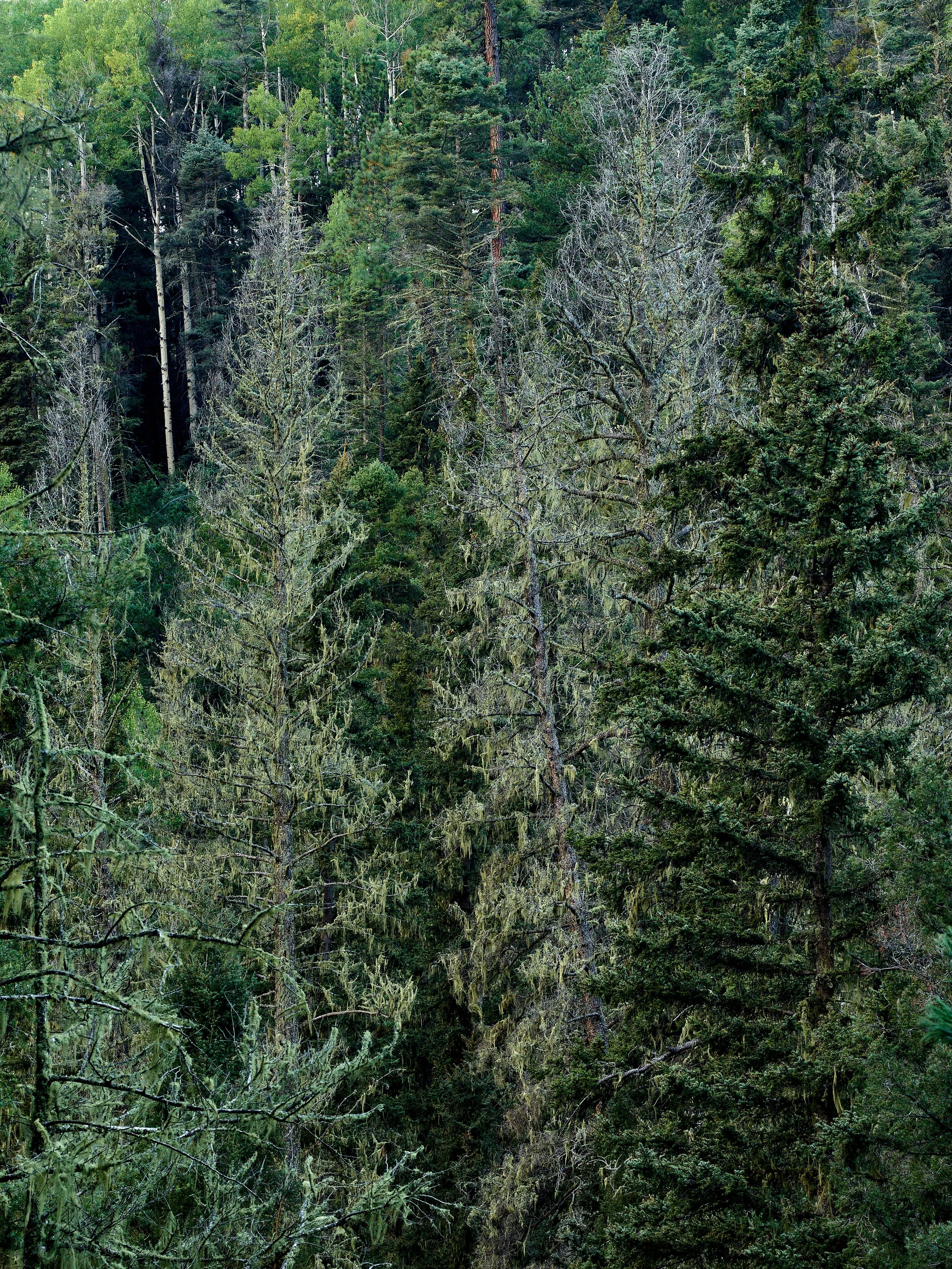 grnHoly-Ghost-Creek-September-0009_1.jpg