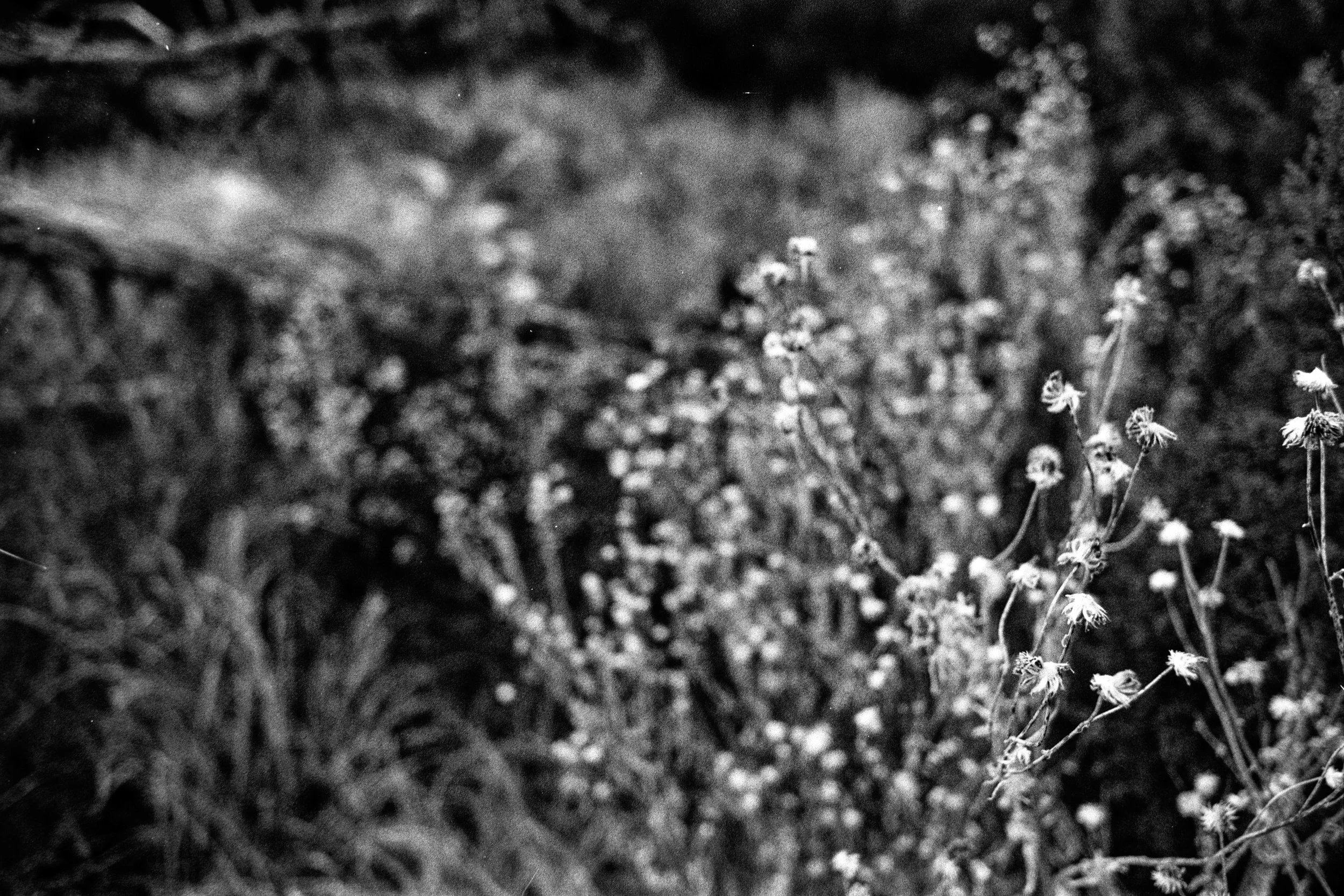  Winter 2026 Contax Jan 10 2026 016.jpg