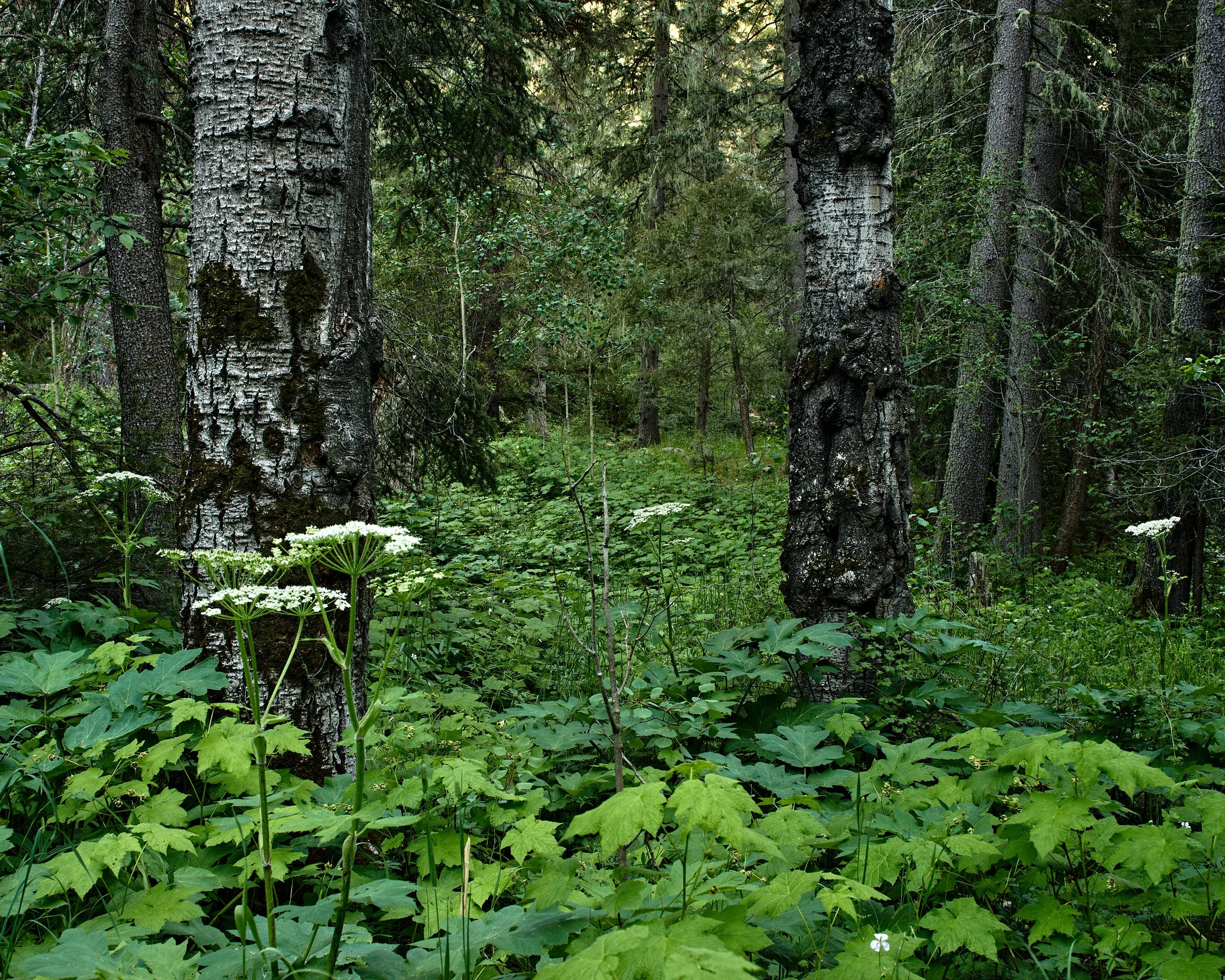 grnHoly_Ghost_Creek-0051_2.jpg