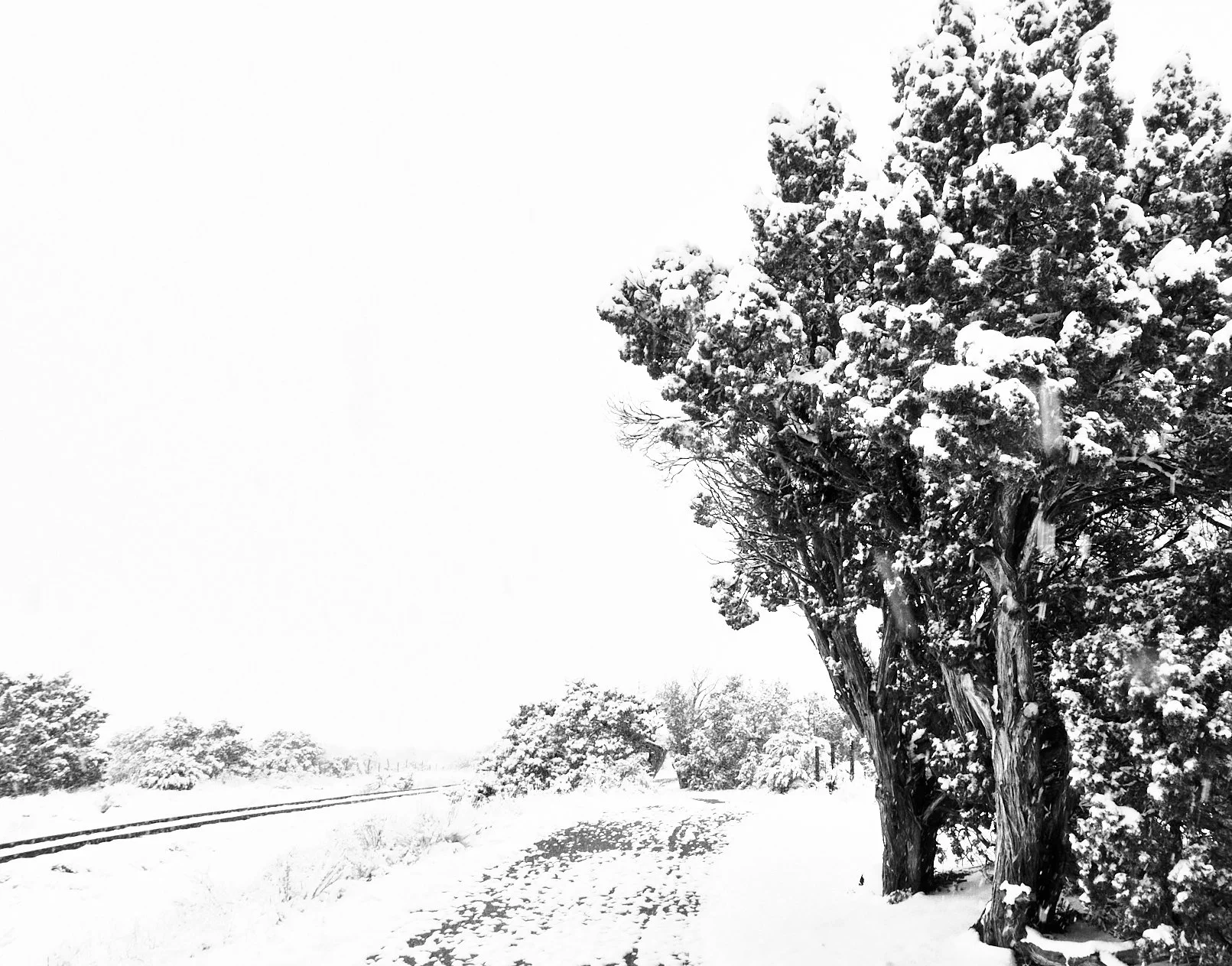  Eldorado Apr 19 2025 029f.jpg