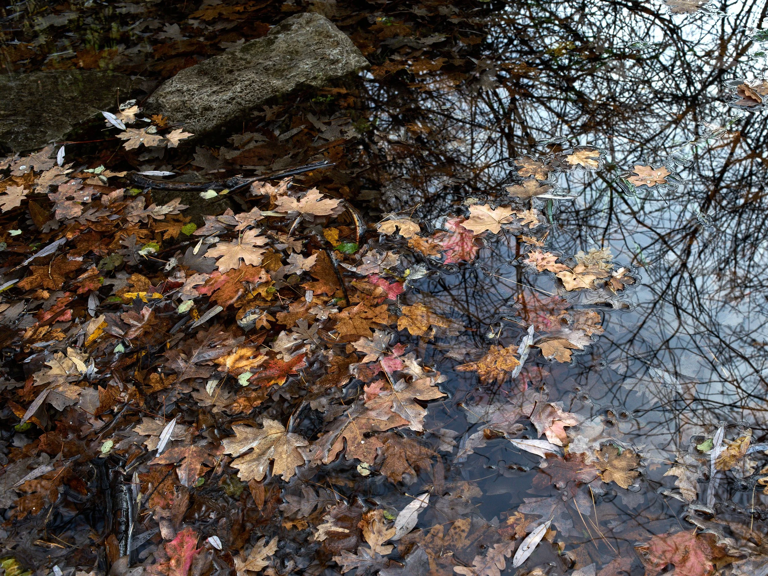 Autumn 2022 Oct 30 2022 075a.jpg