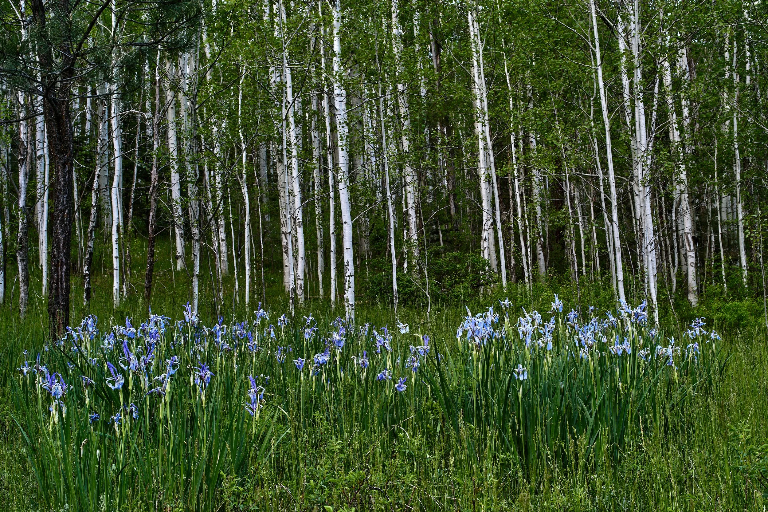 grnSpring 2023 Jun 08 2023 161_2.jpg