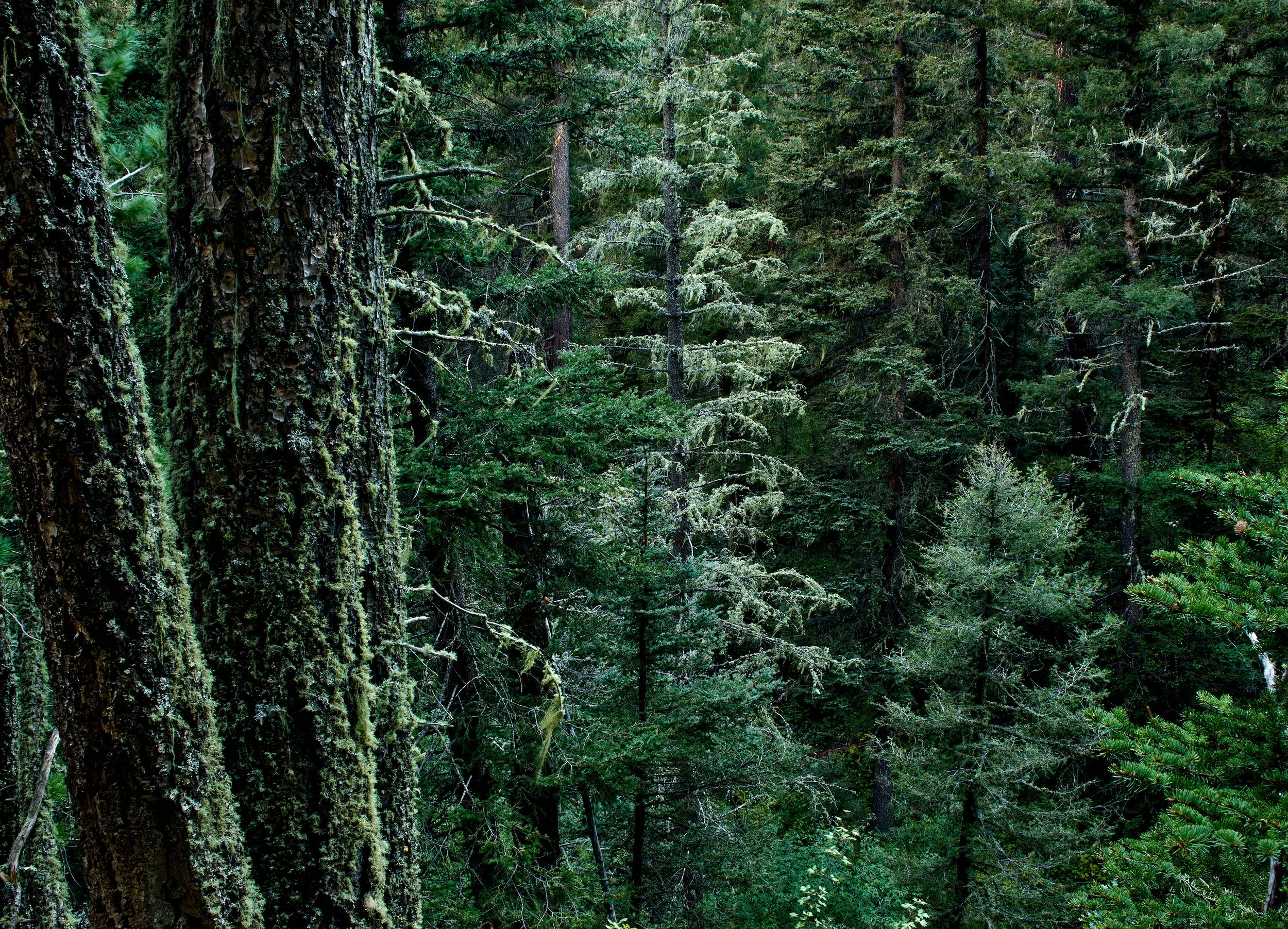 grnHoly-Ghost-Creek-September-0032_2.jpg