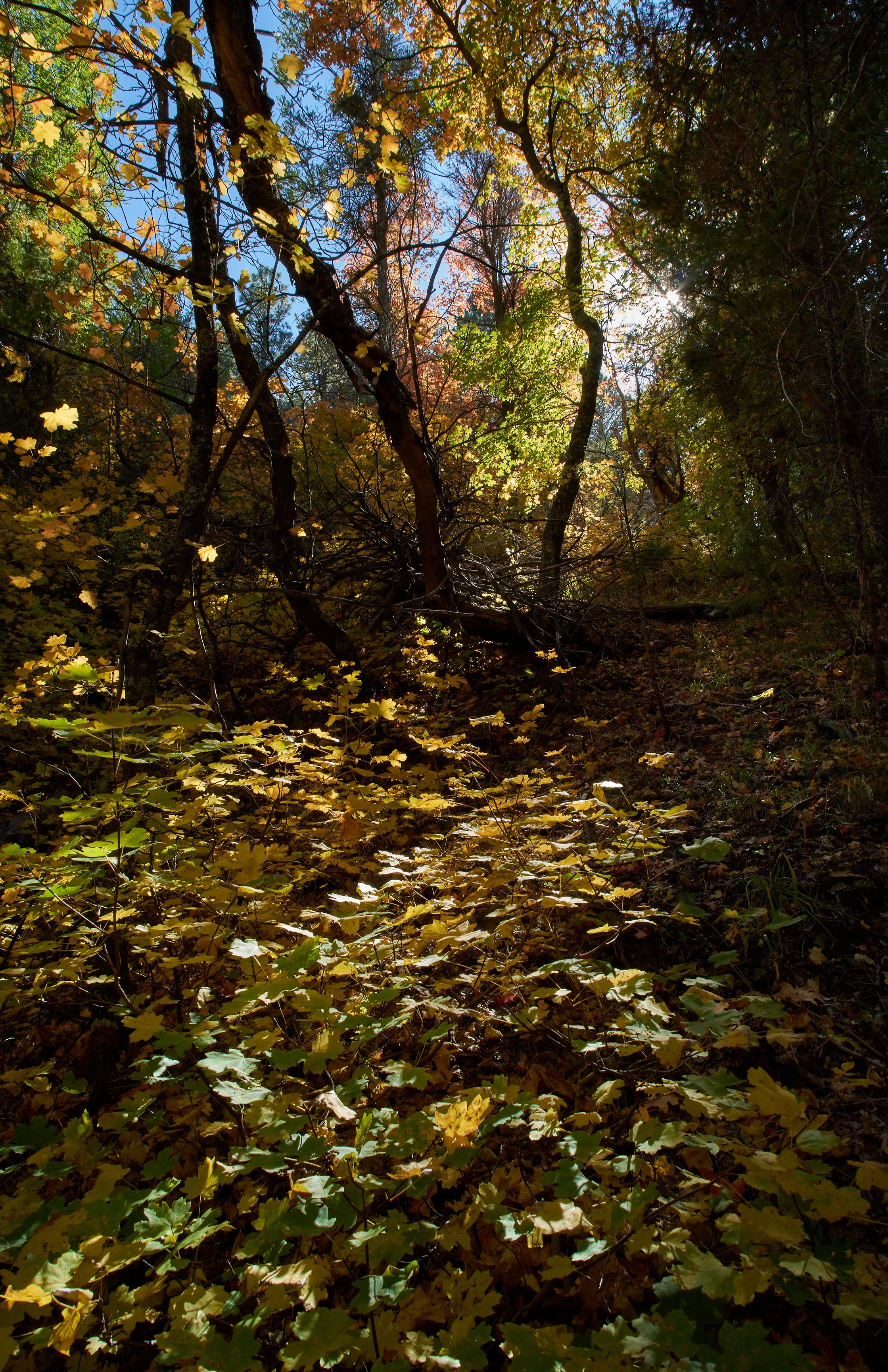 Autumn 2021 Oct 14 2021 038a_1.jpg