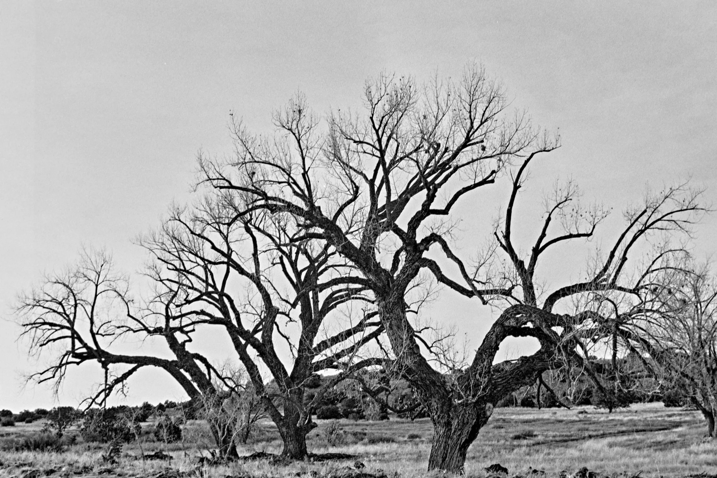 REPROCESSED Winter 2026 Contax Jan 10 2026 032_1.jpg