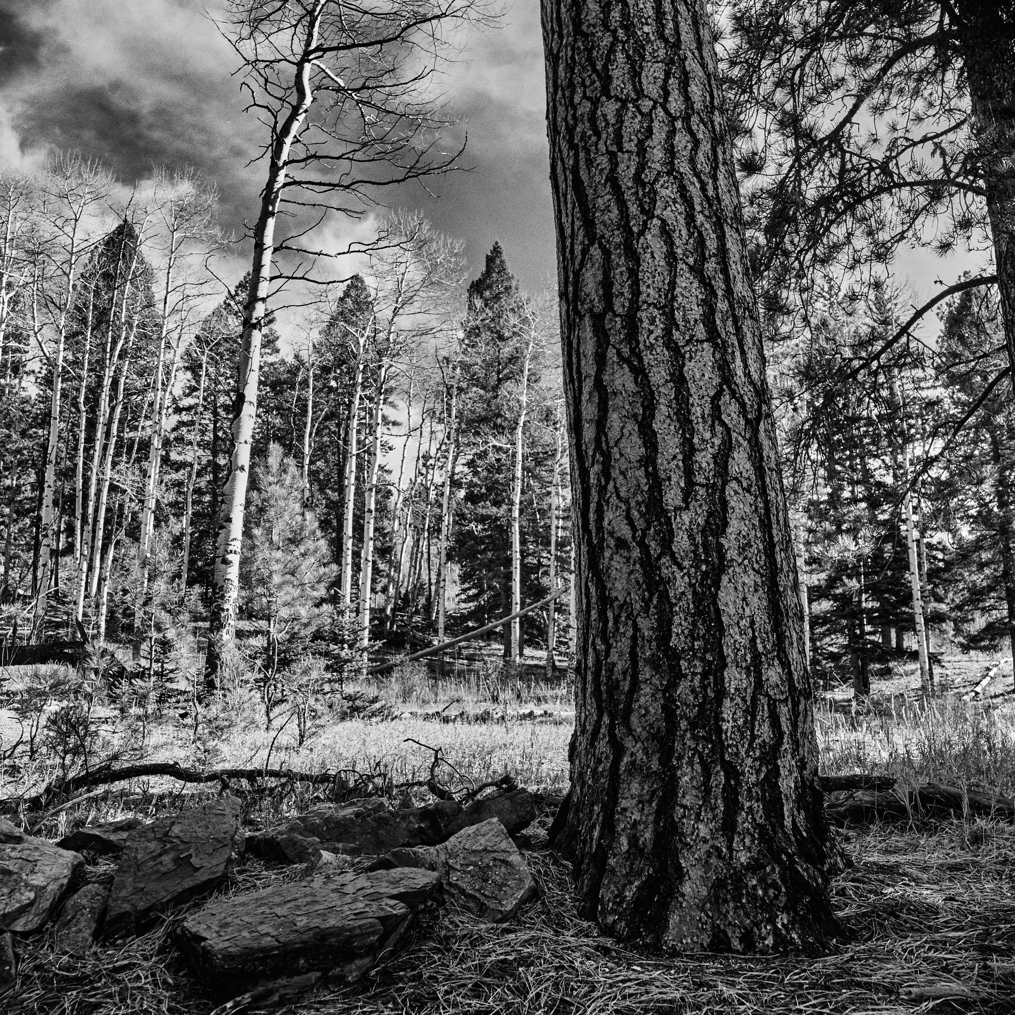 Ponderosa pine, Pecos wilderness