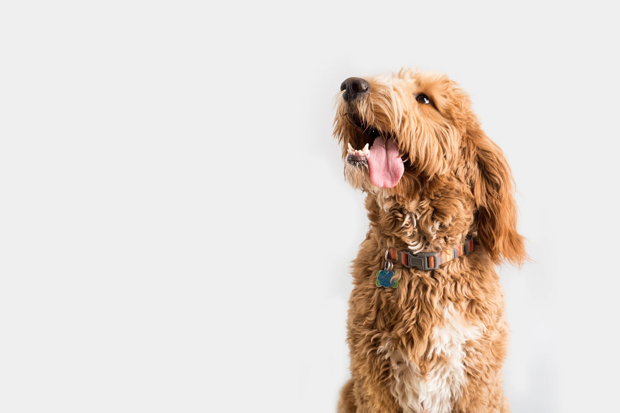 A happy, fluffy, golden-colored dog with curly fur, wearing a striped collar with a blue tag, sitting against a plain light gray background.