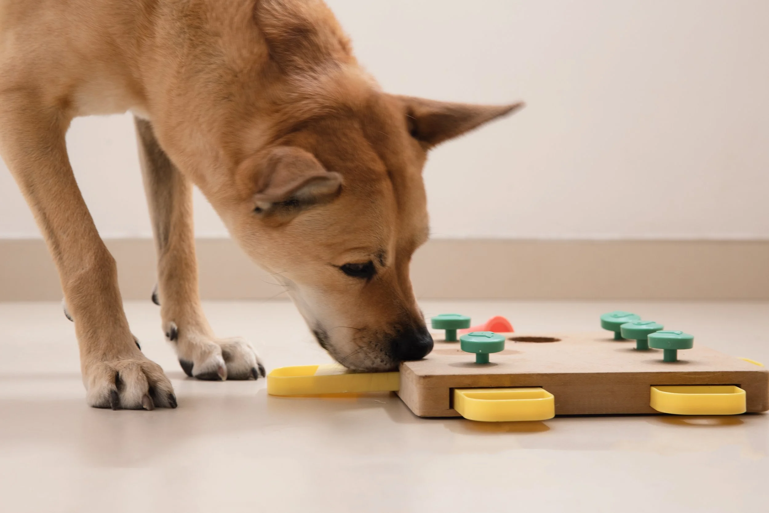 A dog with light brown fur and black paws is sniffing at a wooden puzzle toy with colored pieces and compartments on a light-colored surface against a plain white wall.