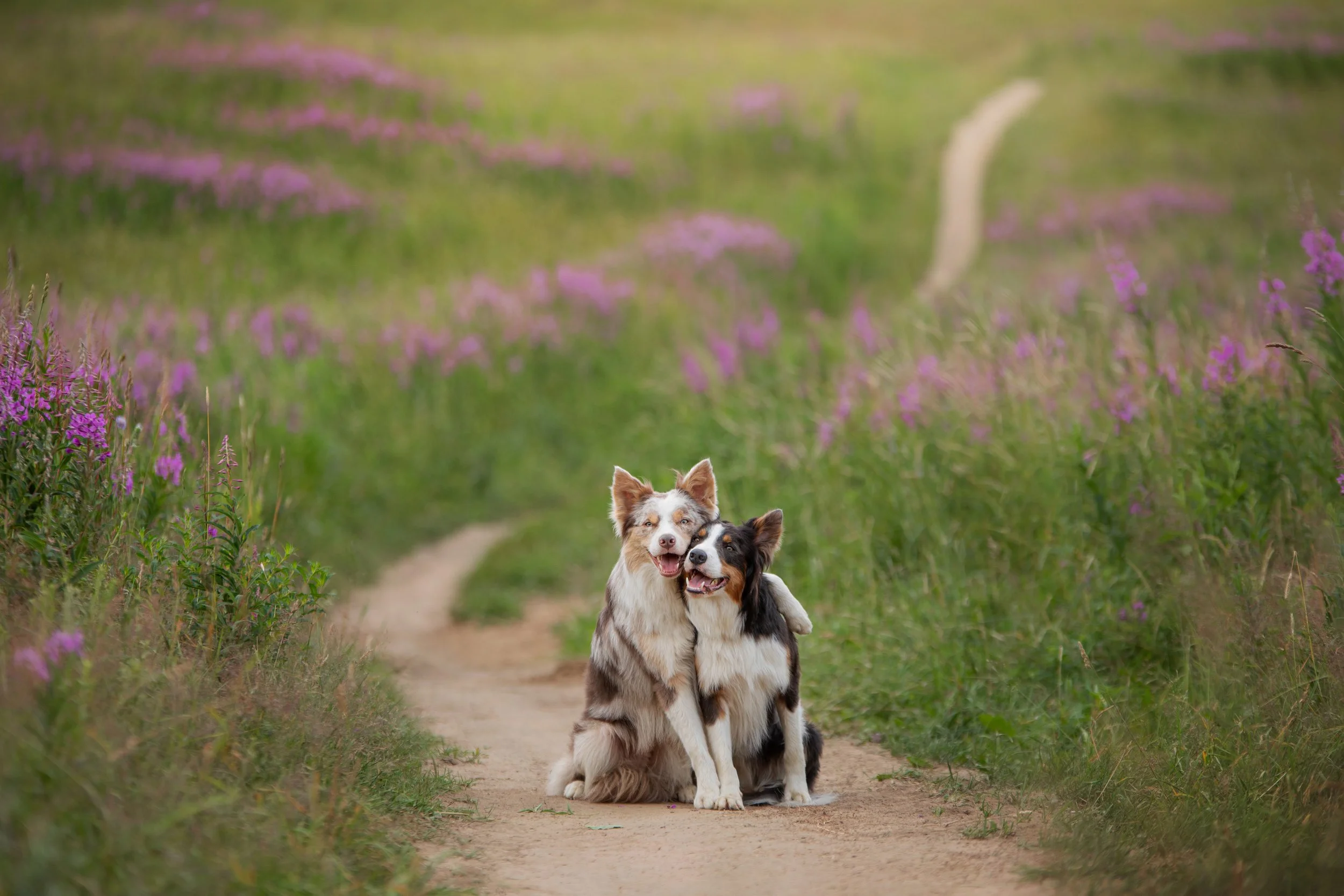Two dogs sitting on a dirt path in a field of purple flowers, smiling and looking at the camera.