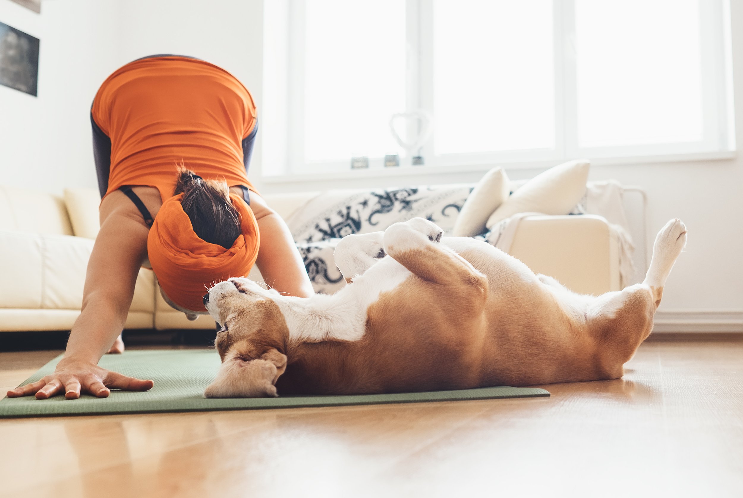Person practicing yoga indoors on a green mat with a dog lying on its back, in a bright room with large windows and a couch in the background.