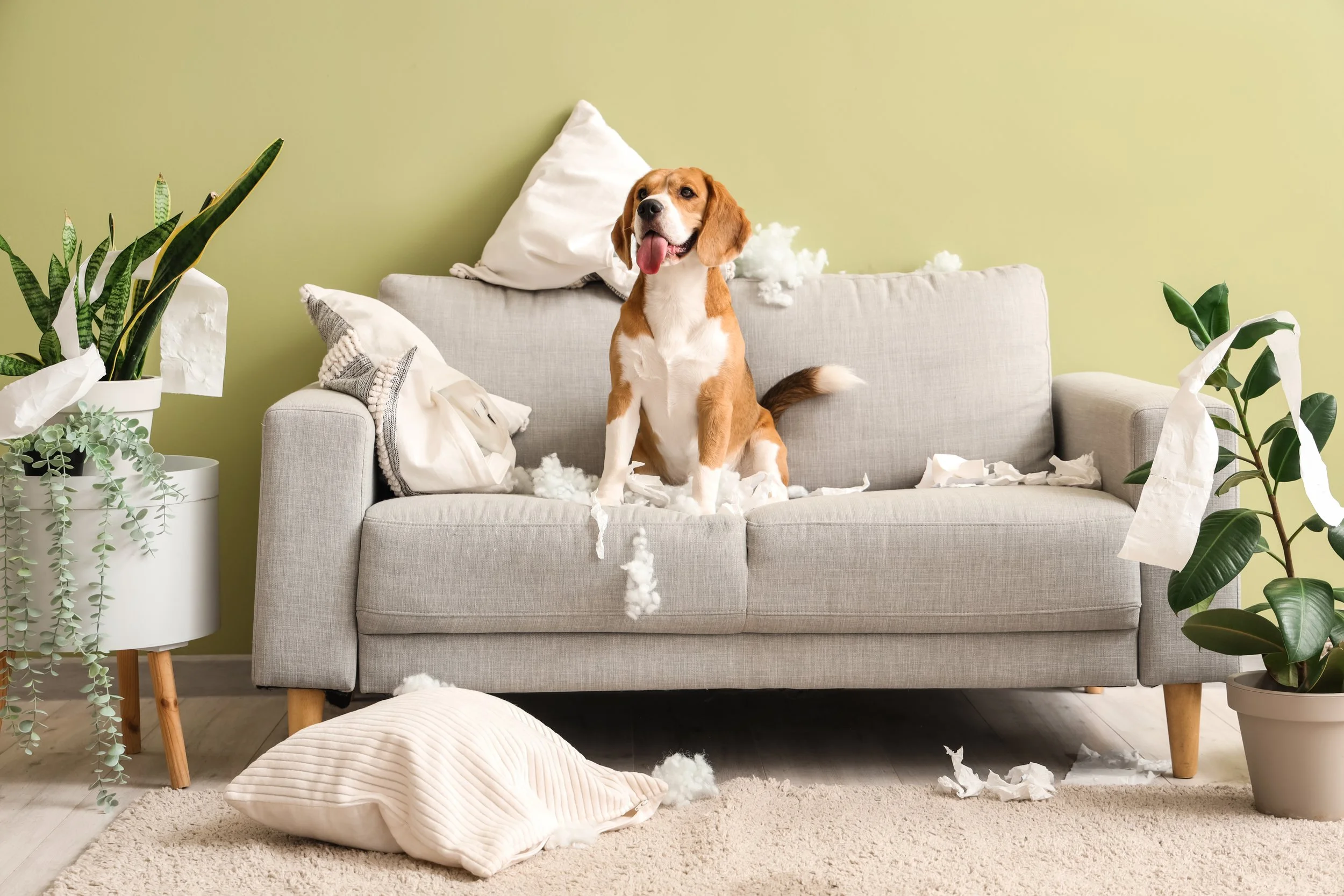 A beagle dog sitting on a light gray sofa surrounded by torn tissue paper and stuffing, with plants on either side and a light green wall in the background.