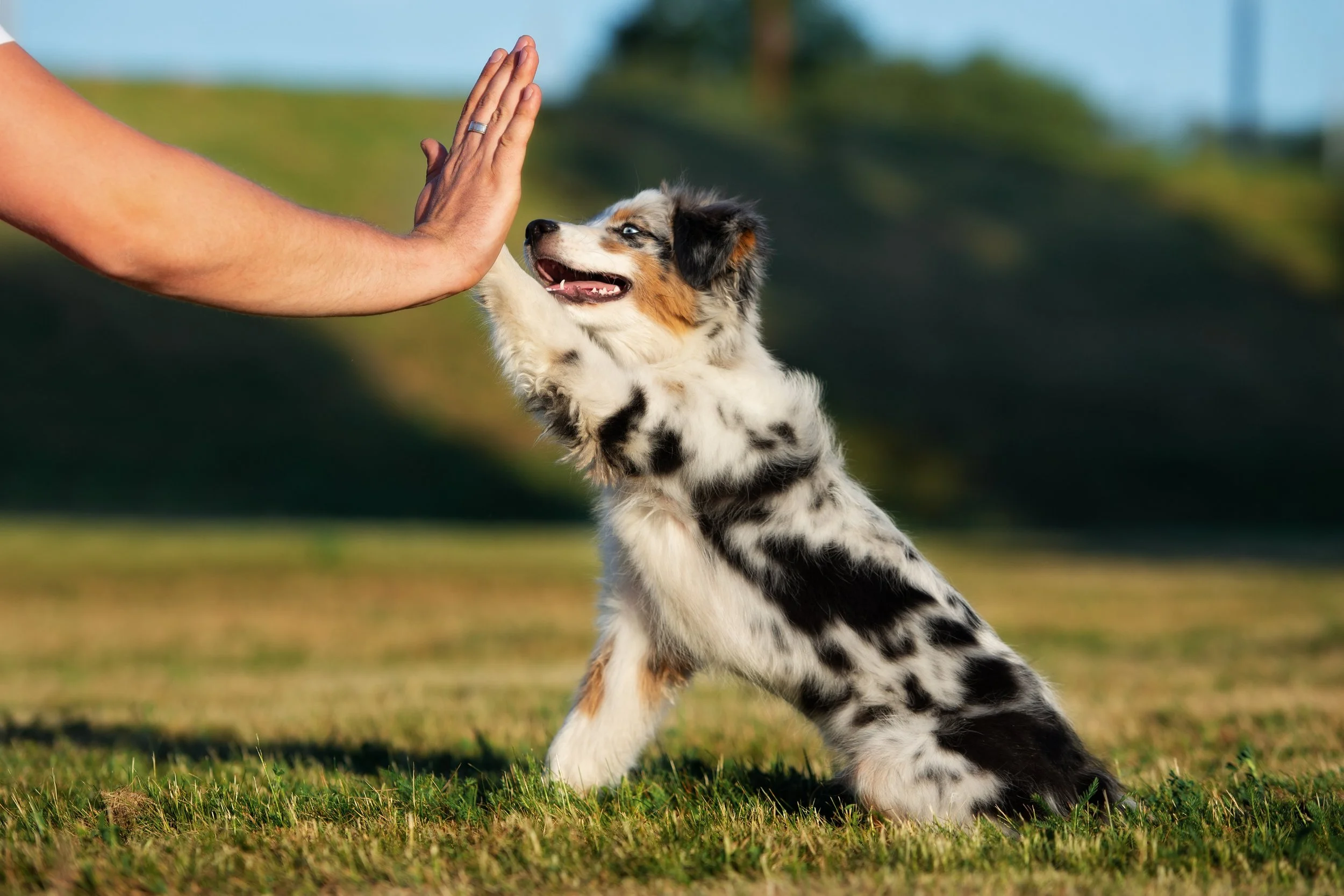 A person giving a high five to an Australian Shepherd puppy sitting on grass outdoors.