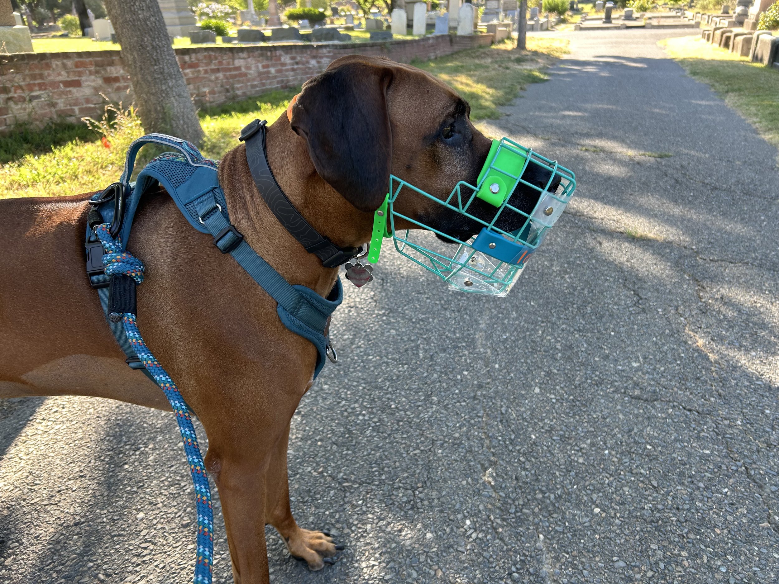 A large brown dog wearing a blue harness and a programmable plastic headgear, walking on a paved sidewalk in a cemetery with gravestones and trees in the background.