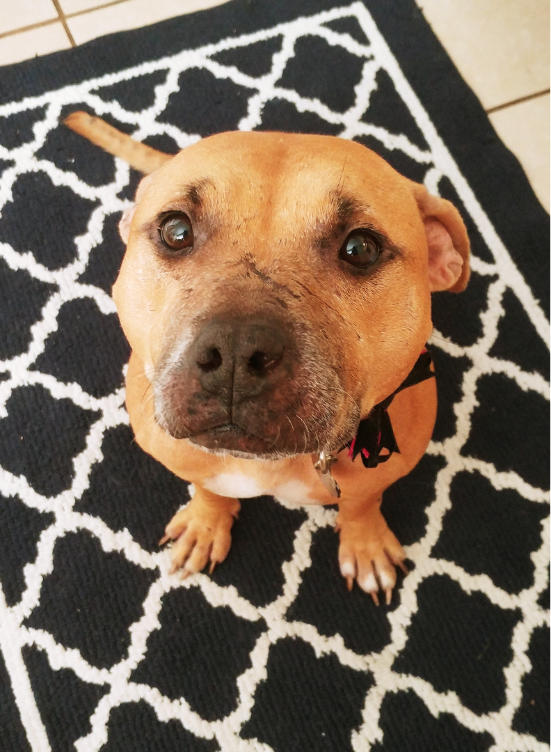 Close-up of a brown dog sitting on a black and white patterned rug, looking up at the camera.