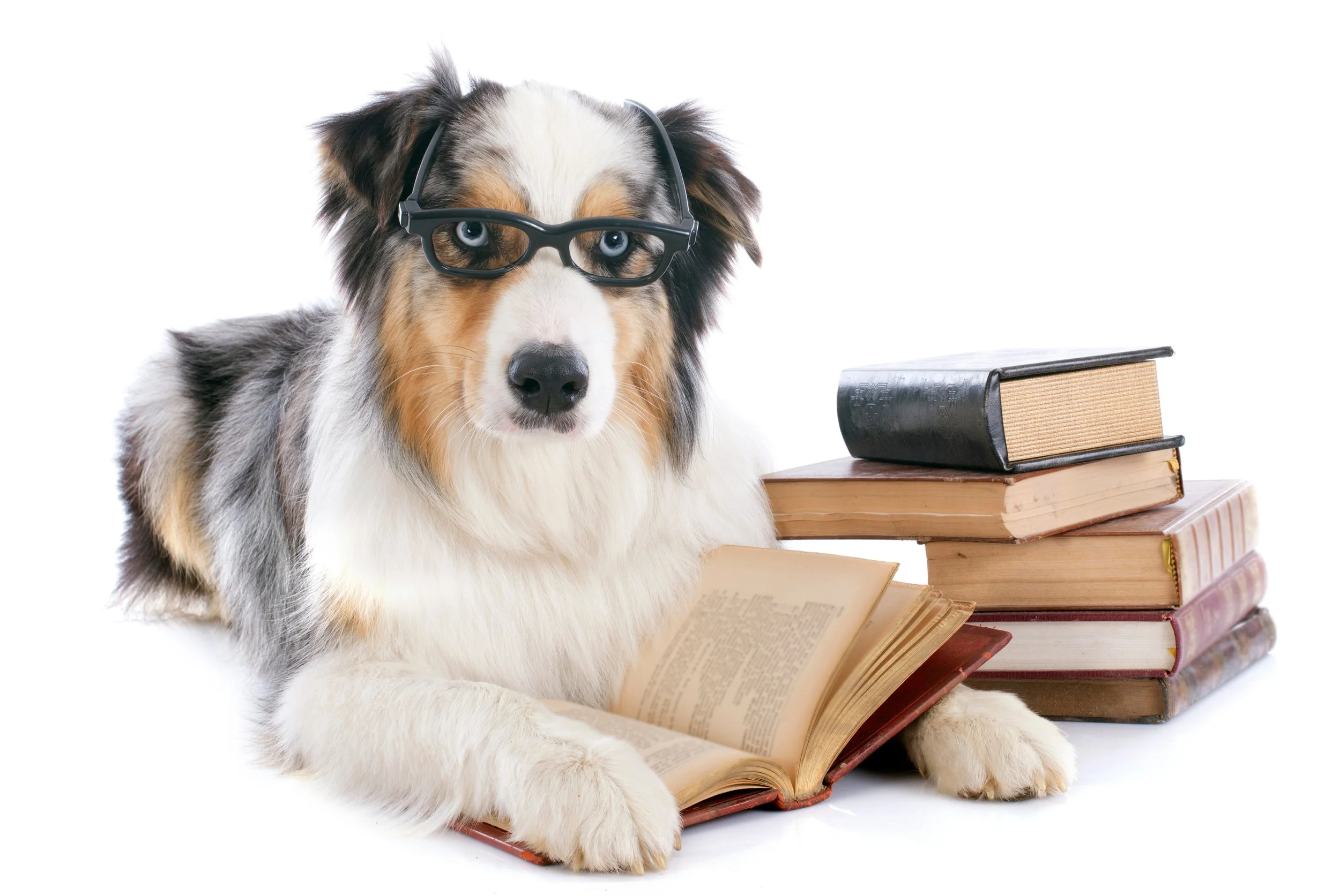 A dog wearing glasses sitting next to a stack of books and an open book in front of it against a white background.