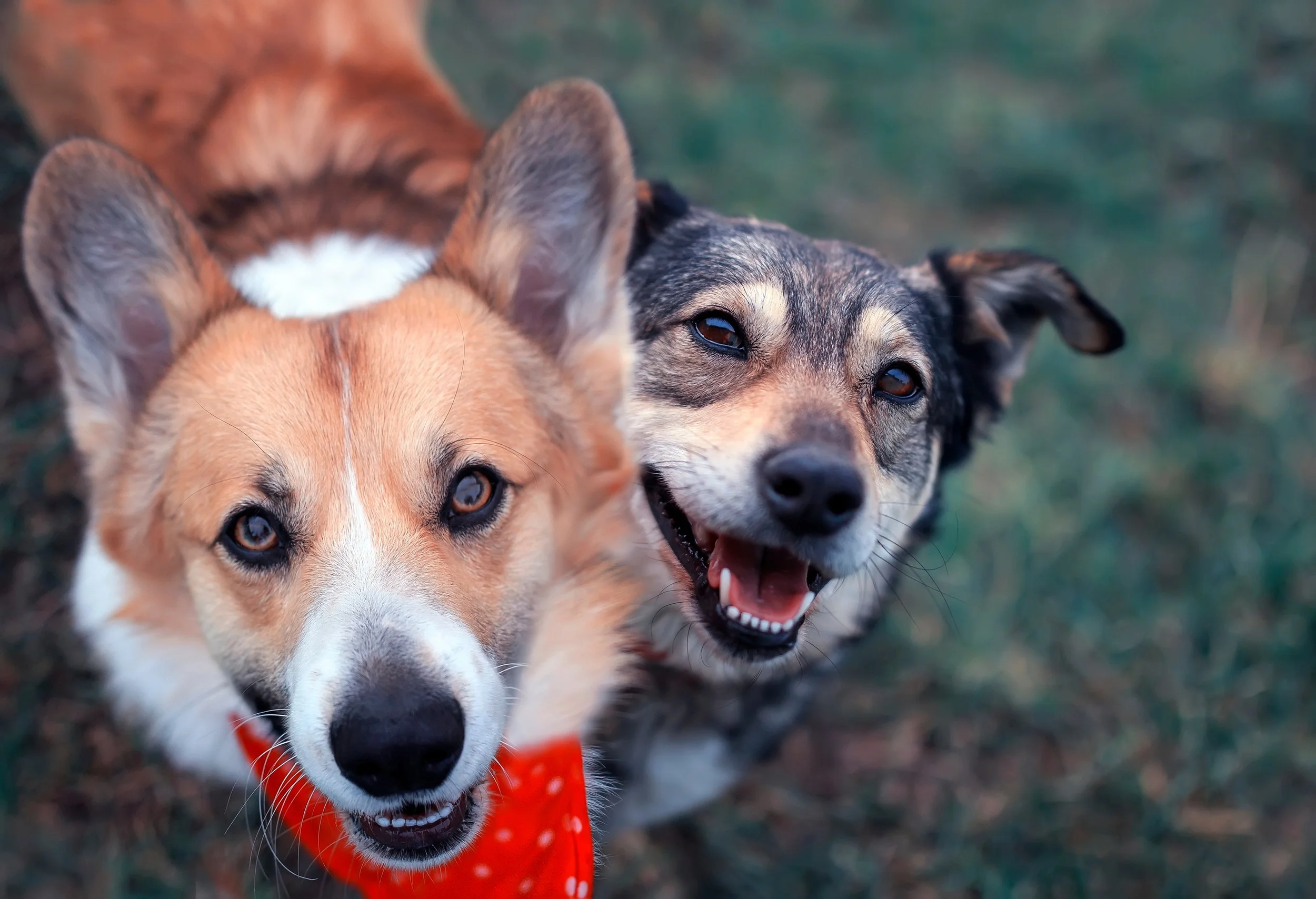 Two dogs, one with a tan coat and white markings wearing a red bandana, and the other with a black and gray coat, looking up at the camera on a grassy surface.