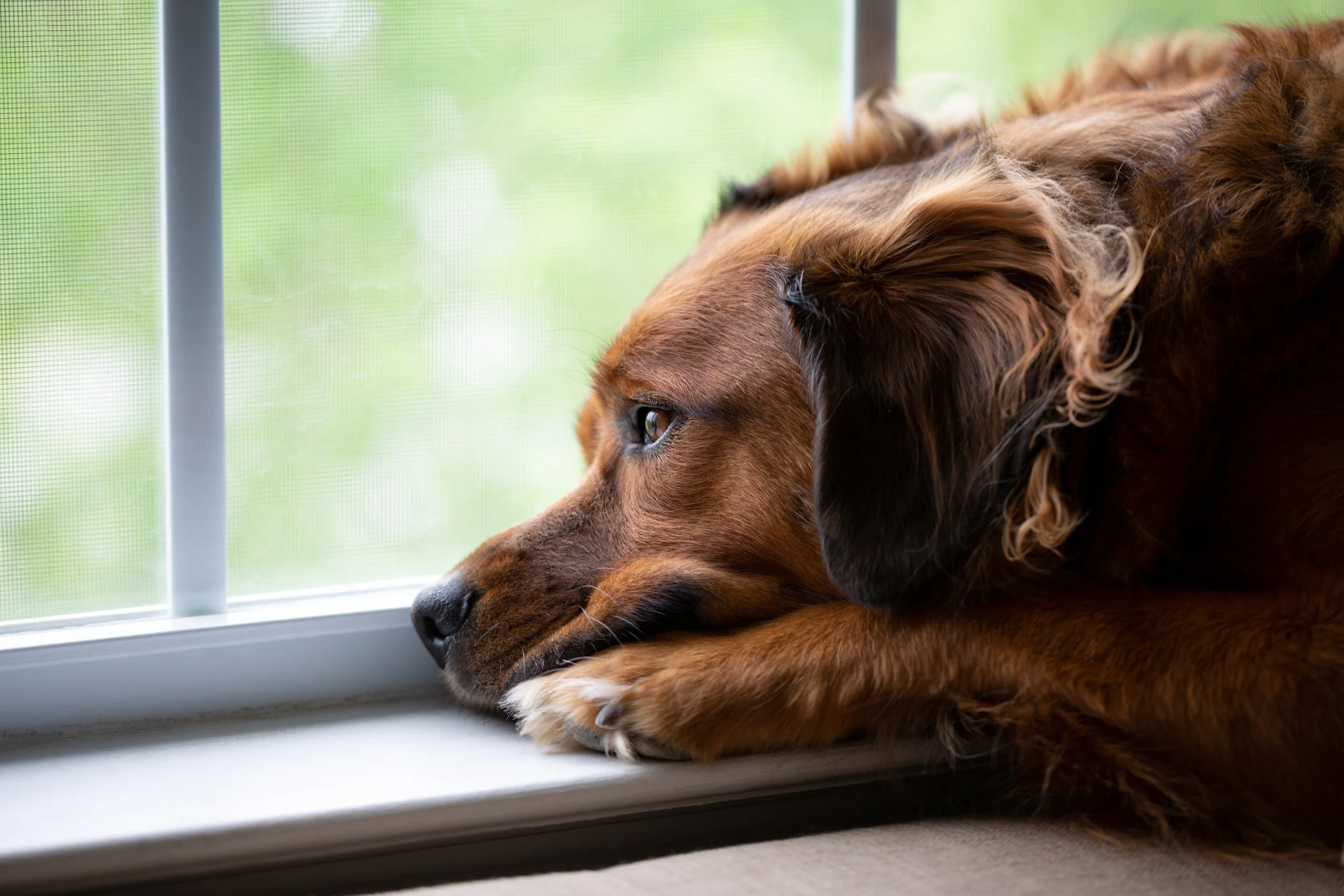 A brown dog with long floppy ears resting its head and paws on a window sill, looking out the window at green foliage outside.