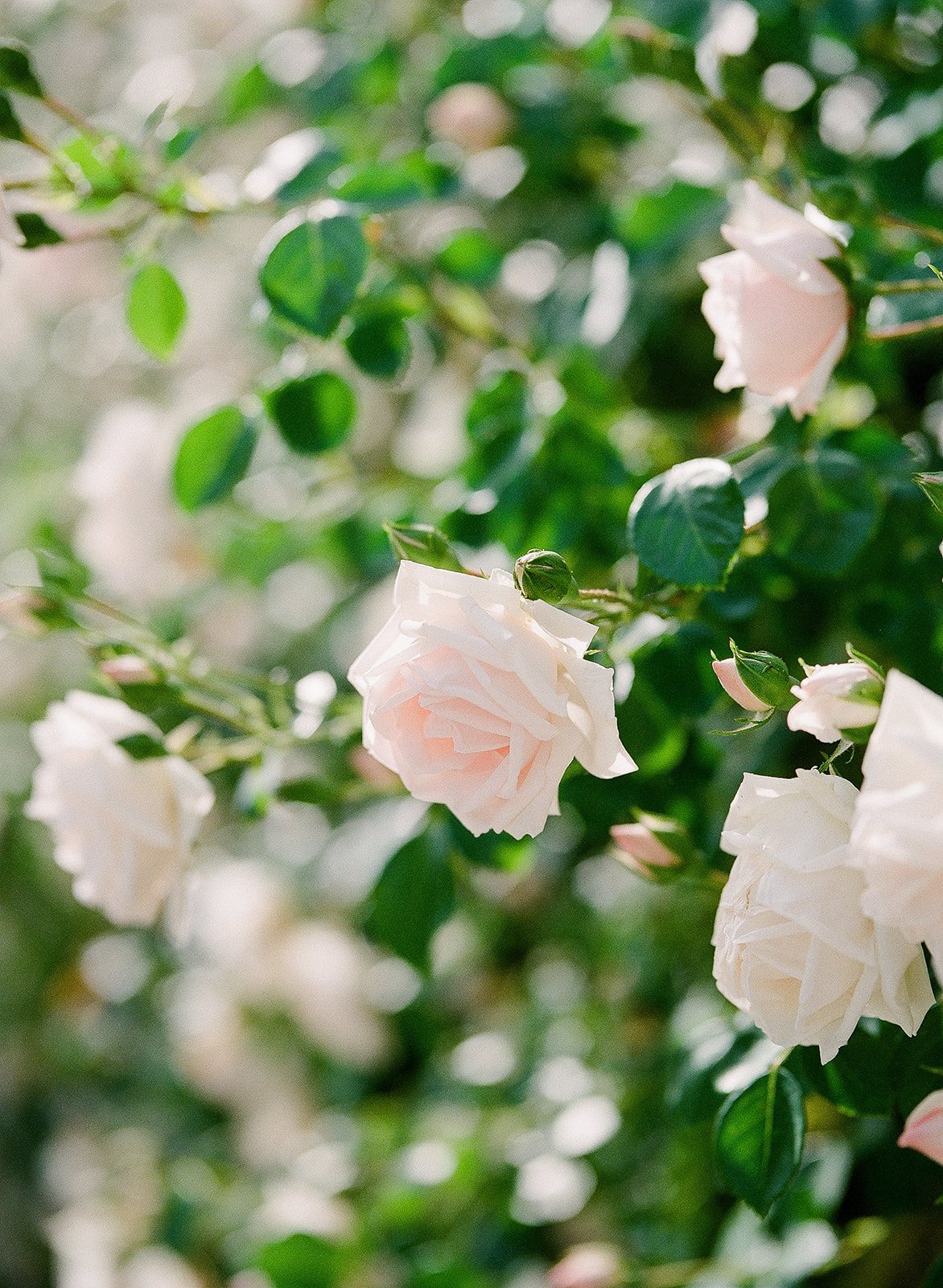 Close-up of pale pink and white roses with green leaves in sunlight.