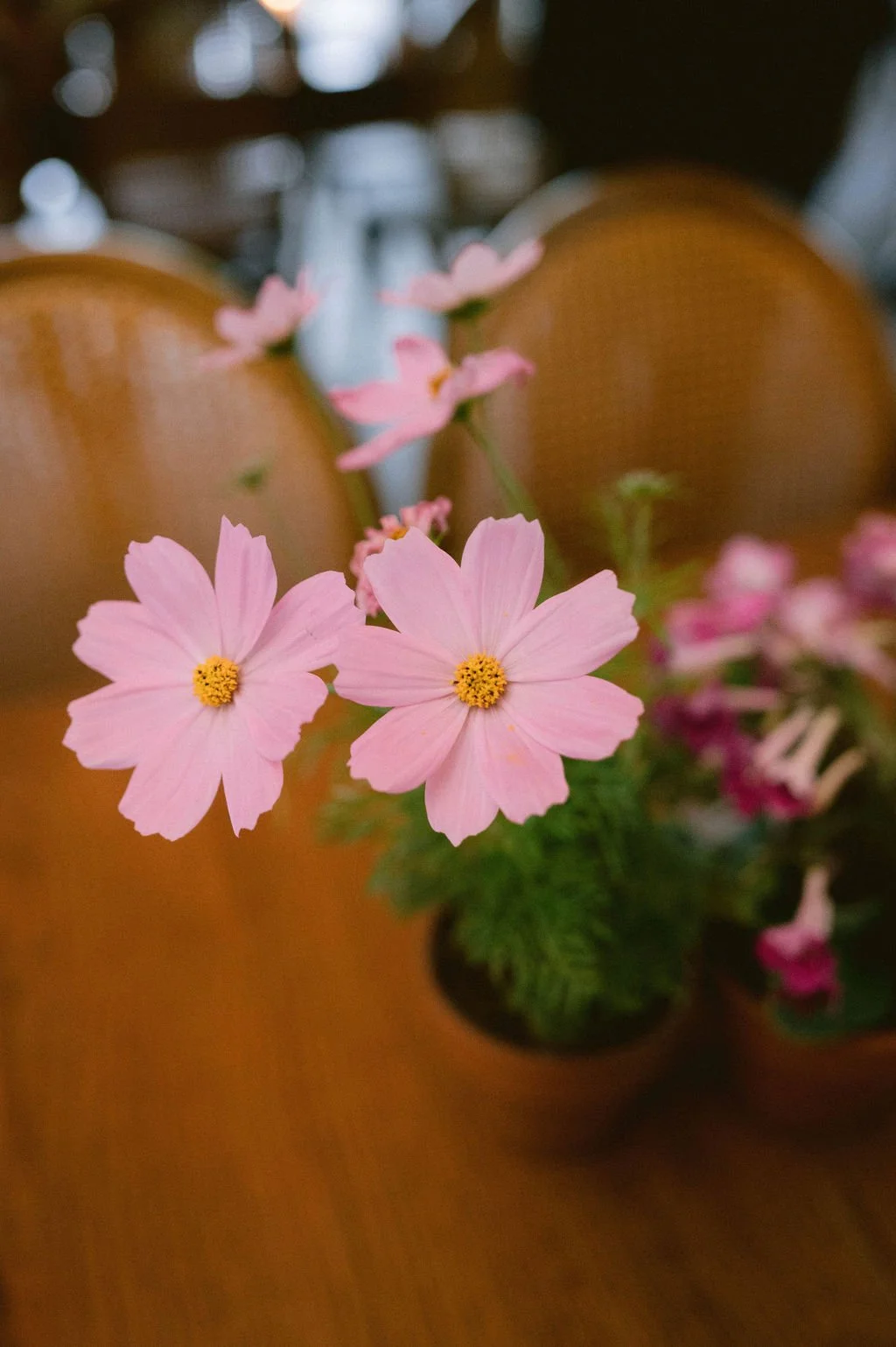 Pink flowers in a small black pot on a wooden table, with blurred background including chairs.